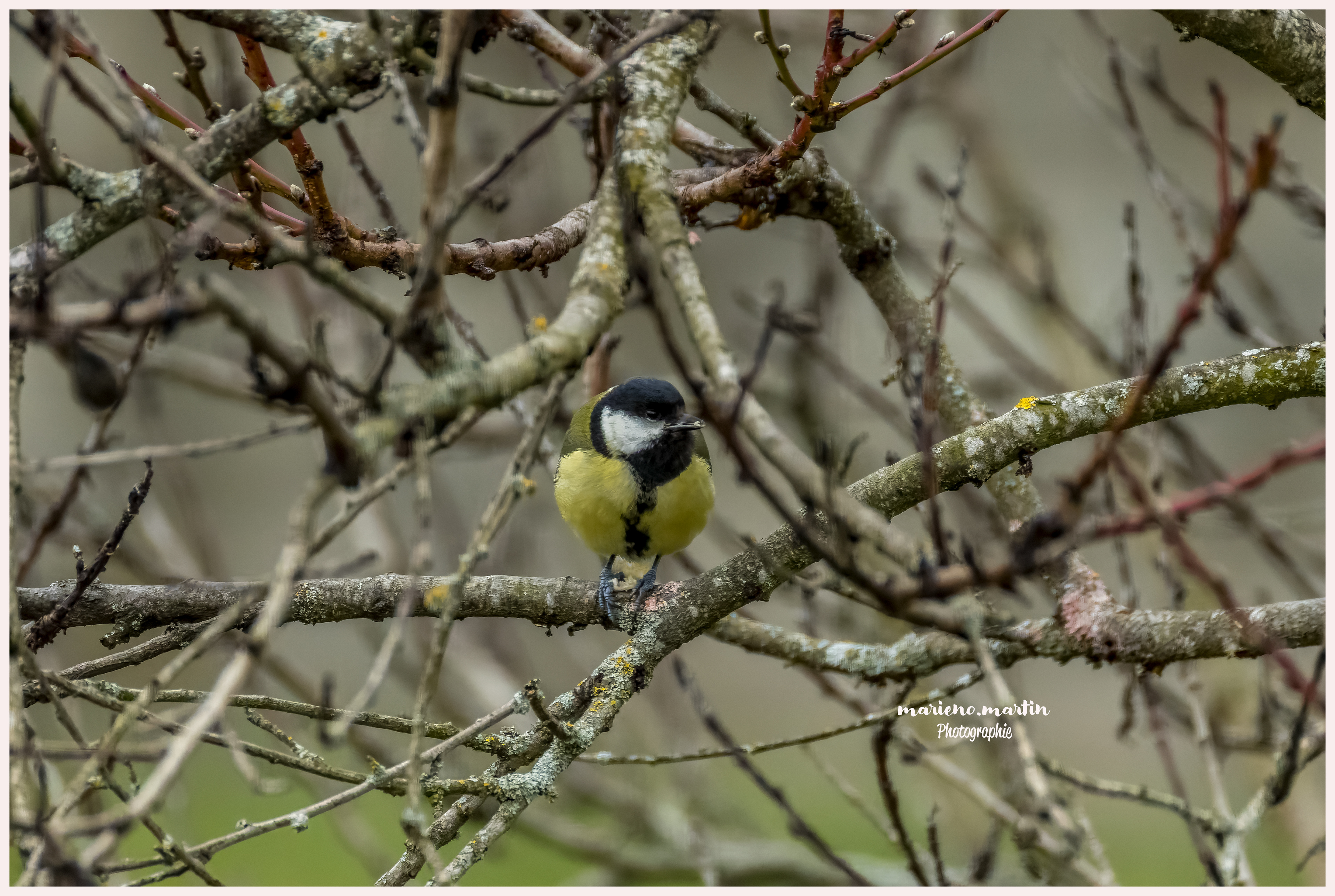 Mésange charbonnière
