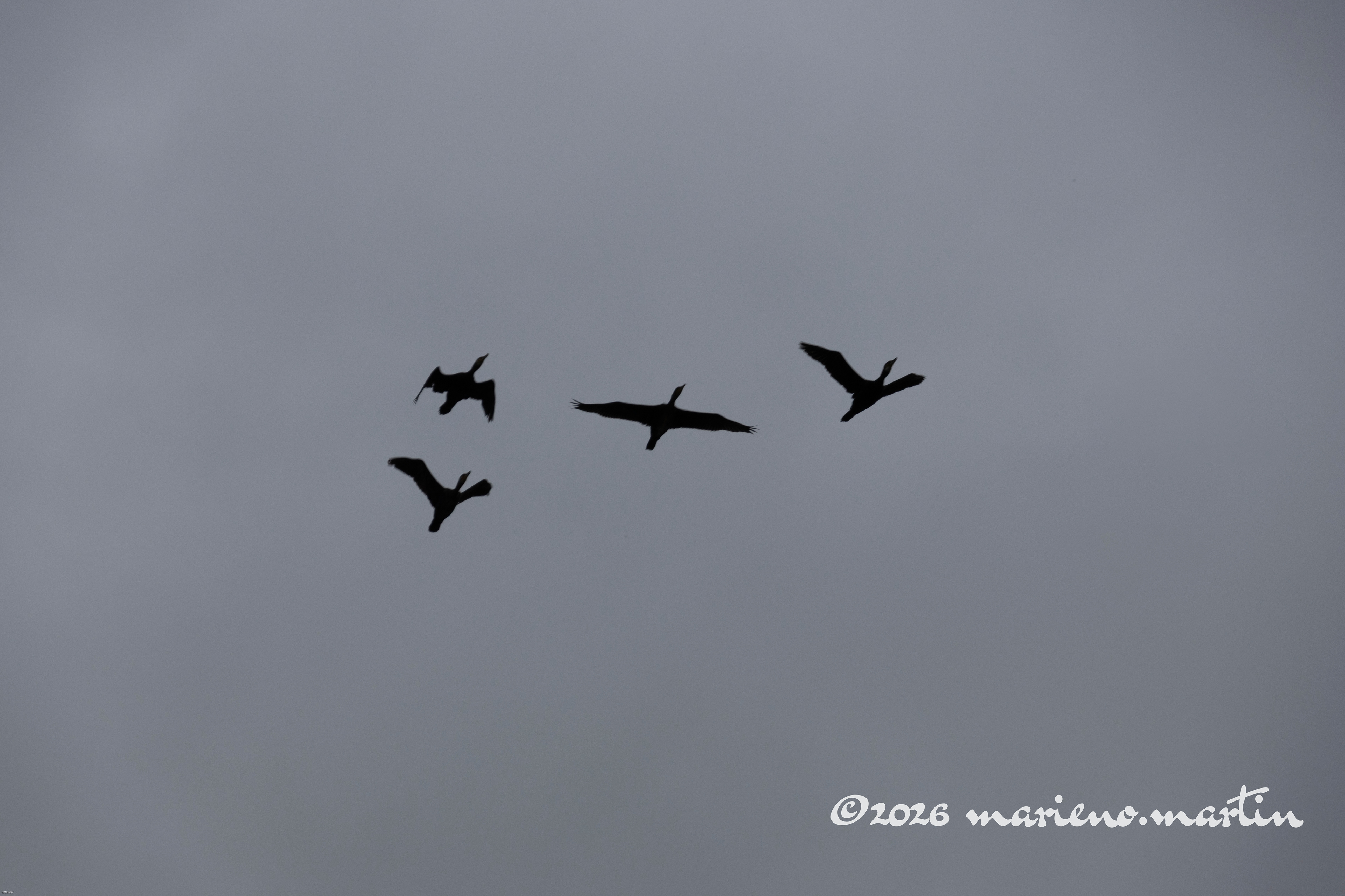Vol de cormorans