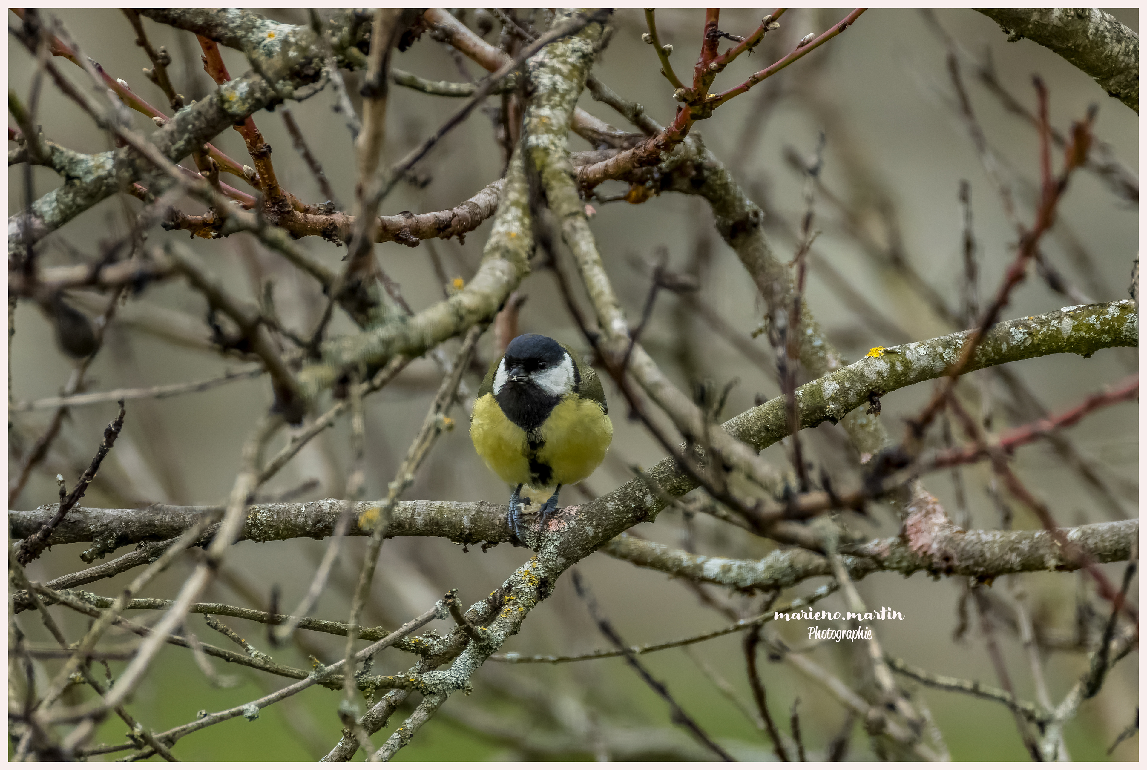 Mésange charbonnière