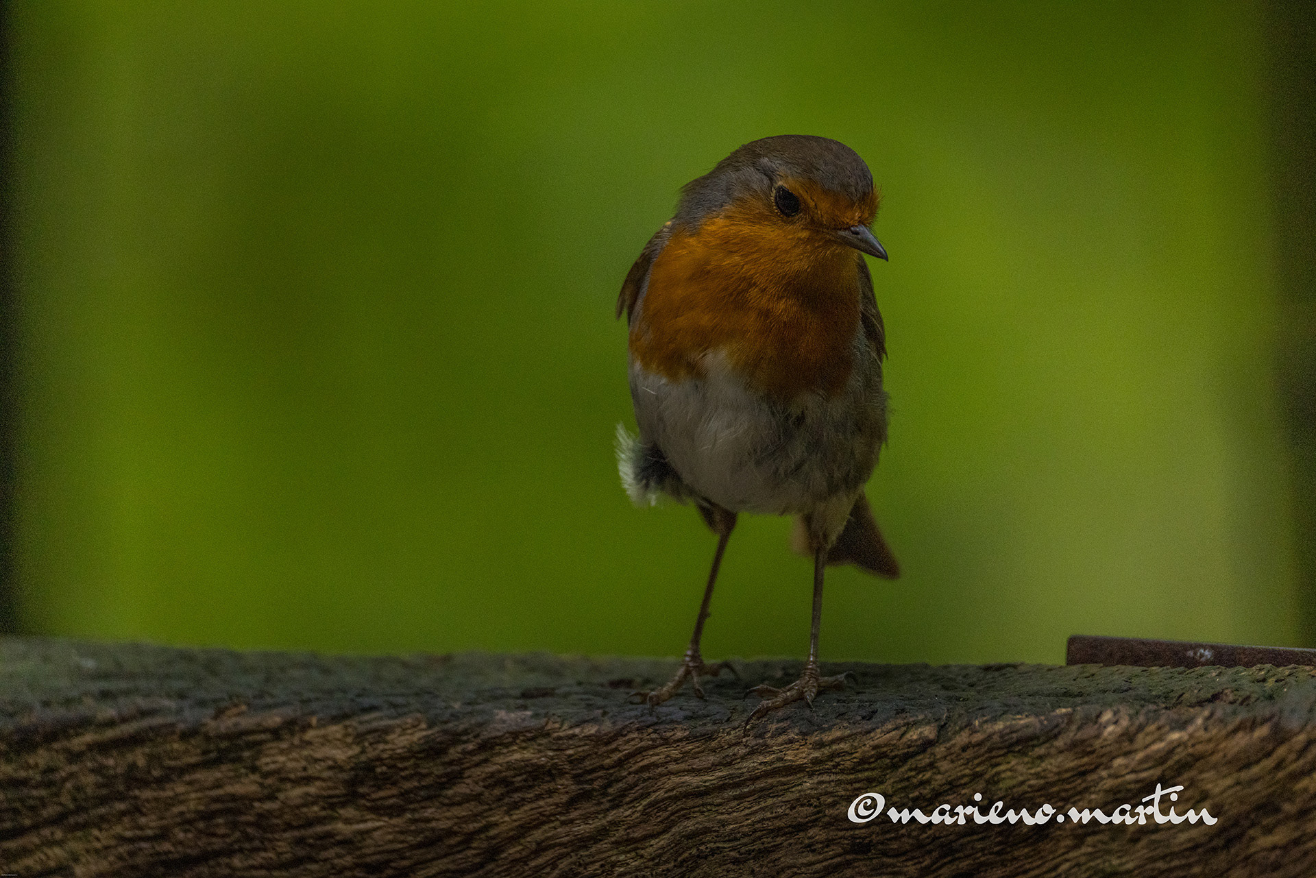 Rouge gorge commun