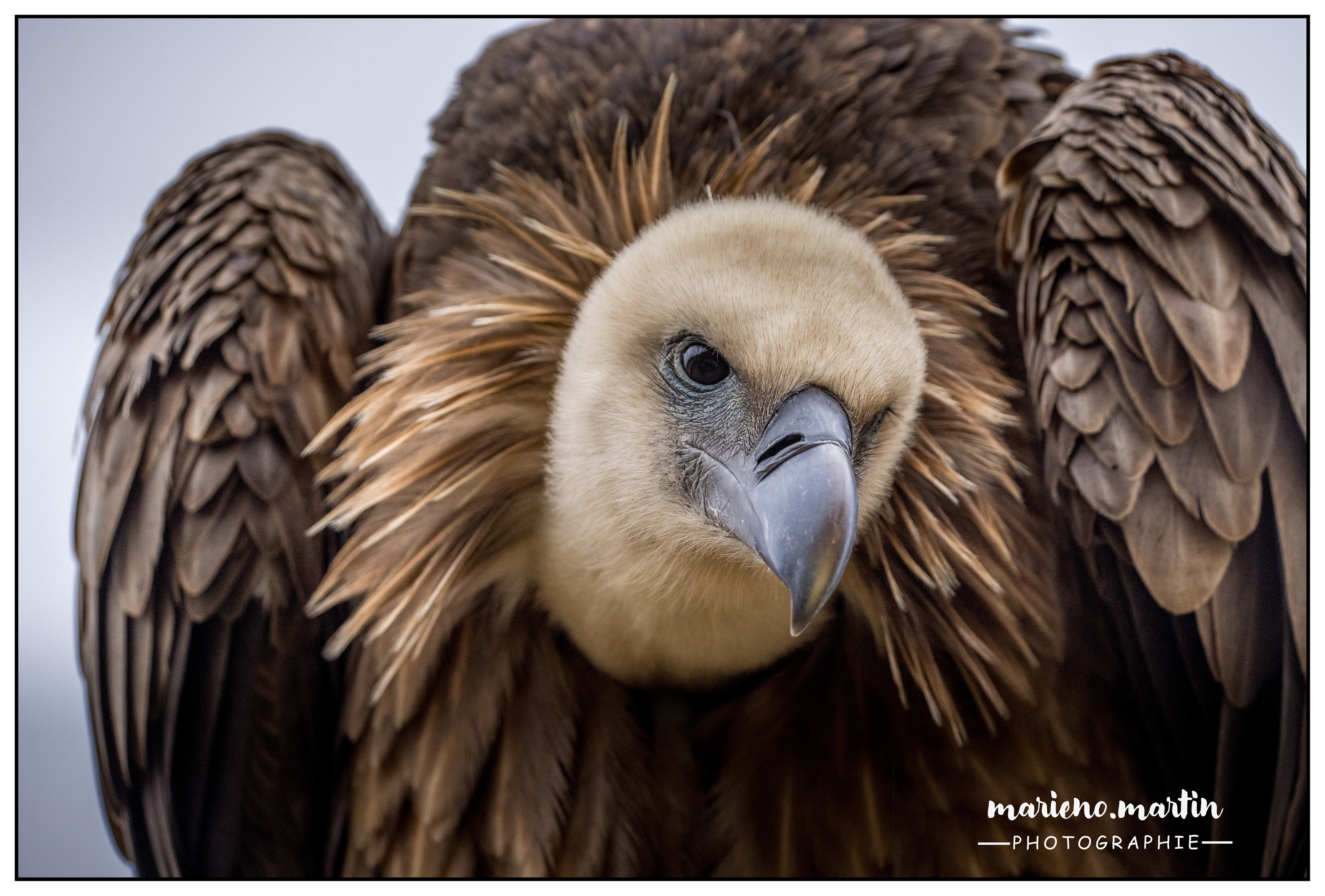 Le vautour fauve - Douè la fontaine