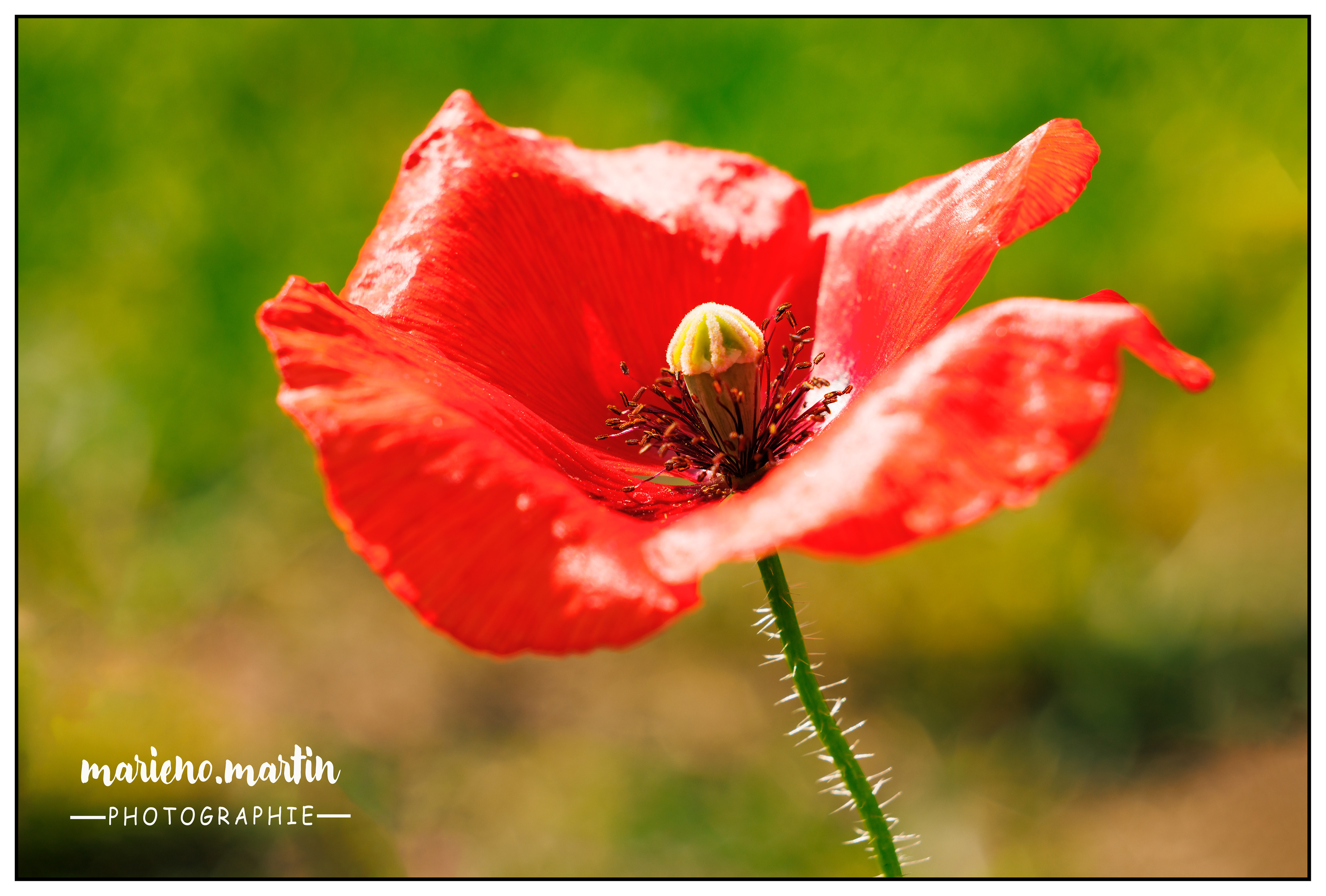 Rouge coquelicot !
