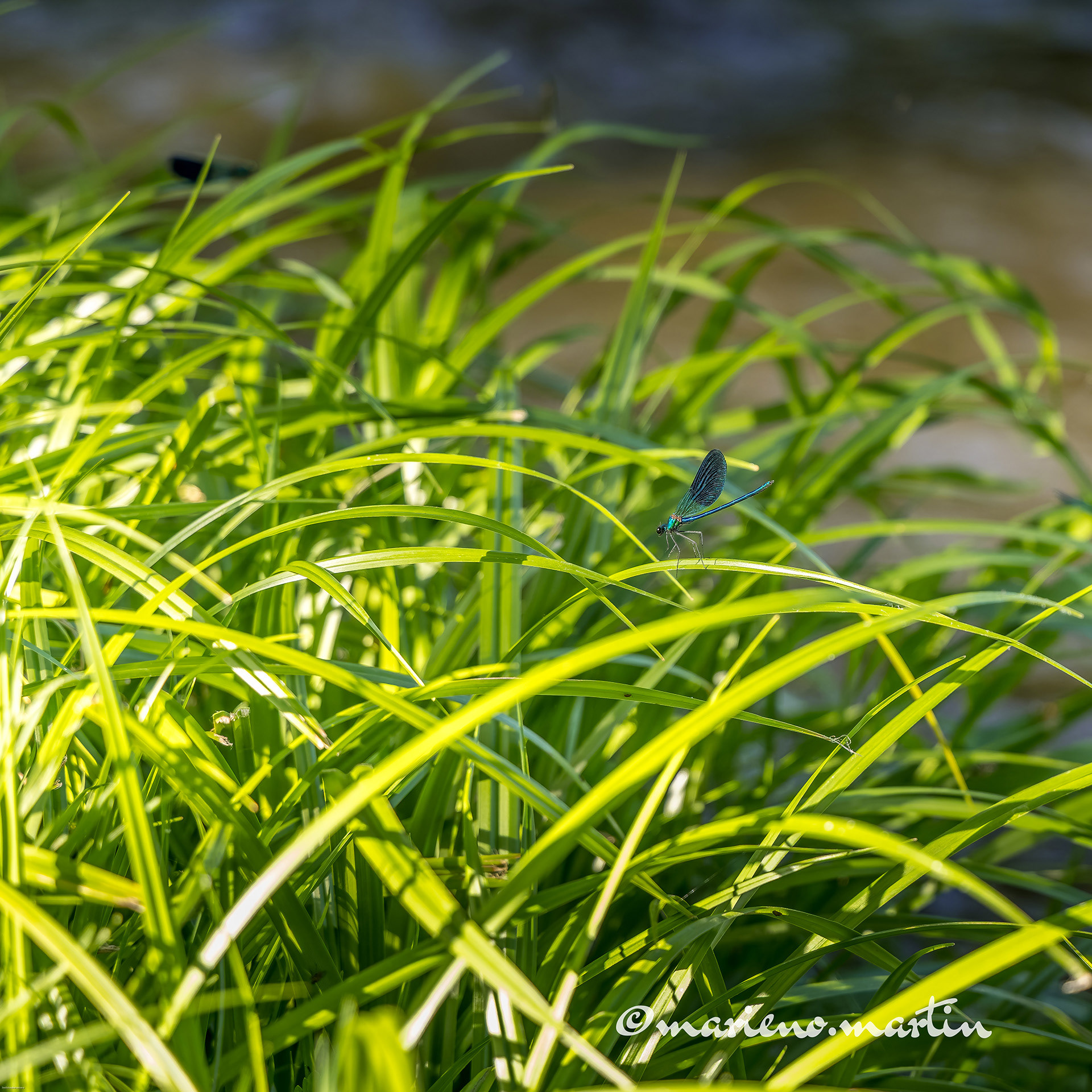 Dans la lumière d'été