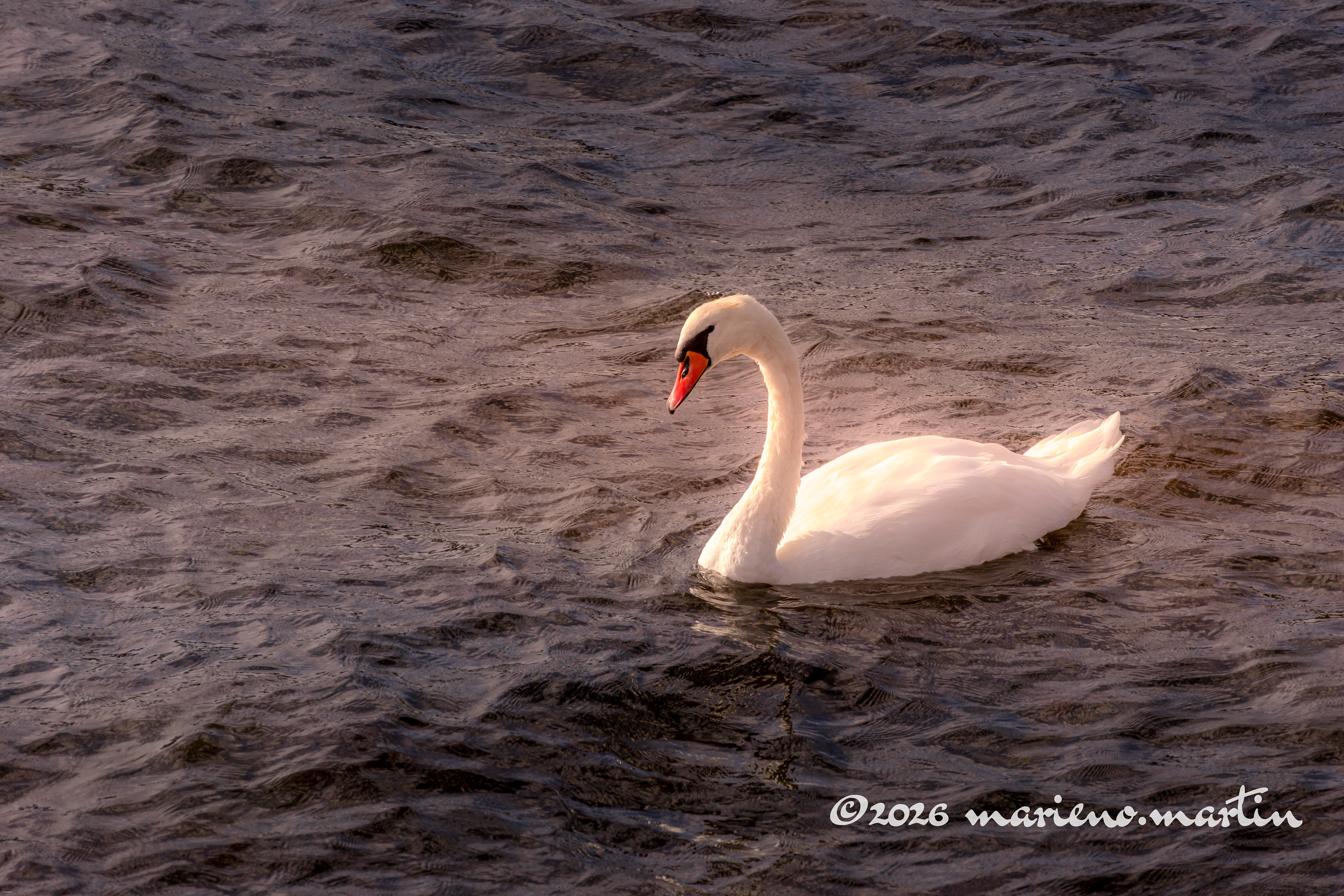 Cygne