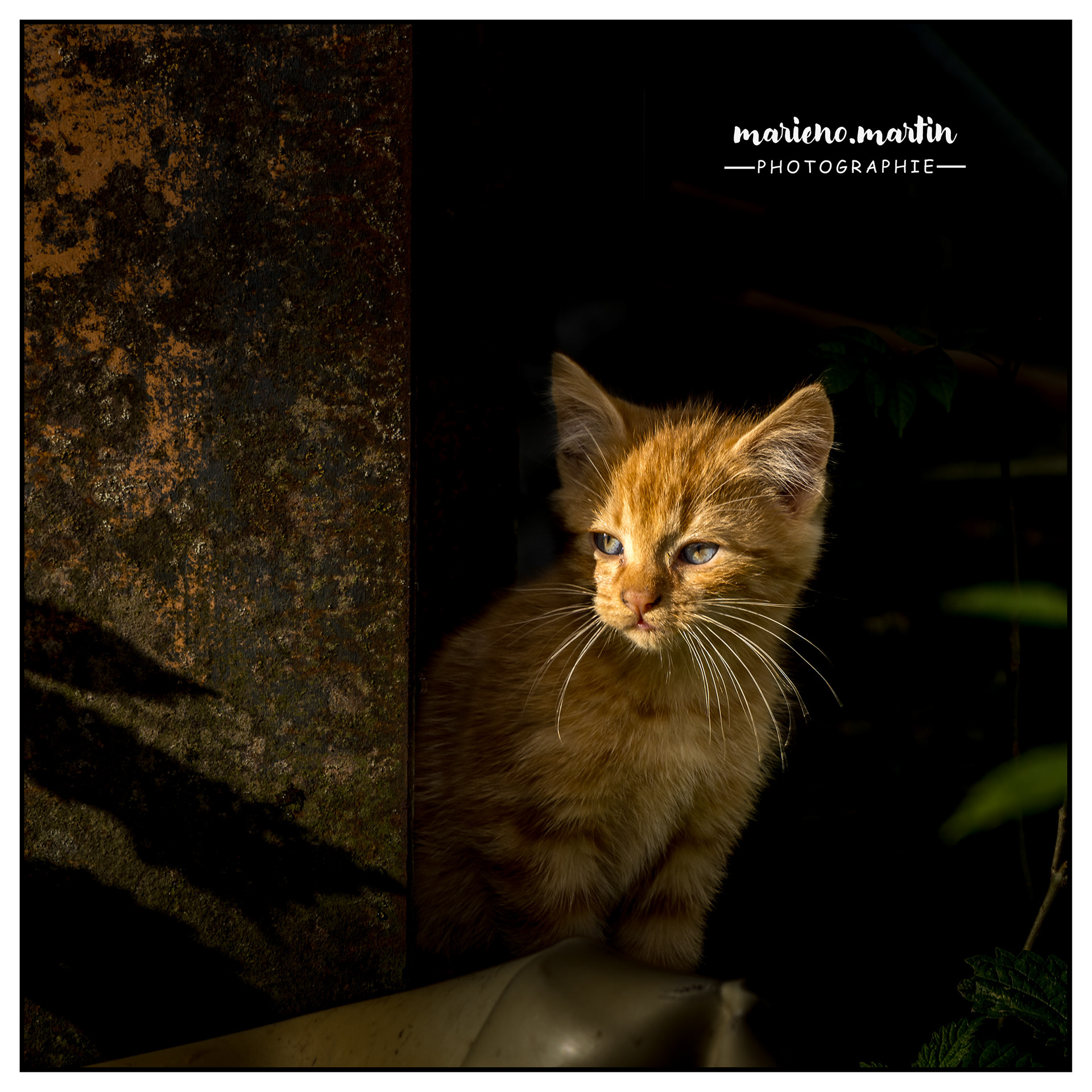 Le visiteur de Montgreleix