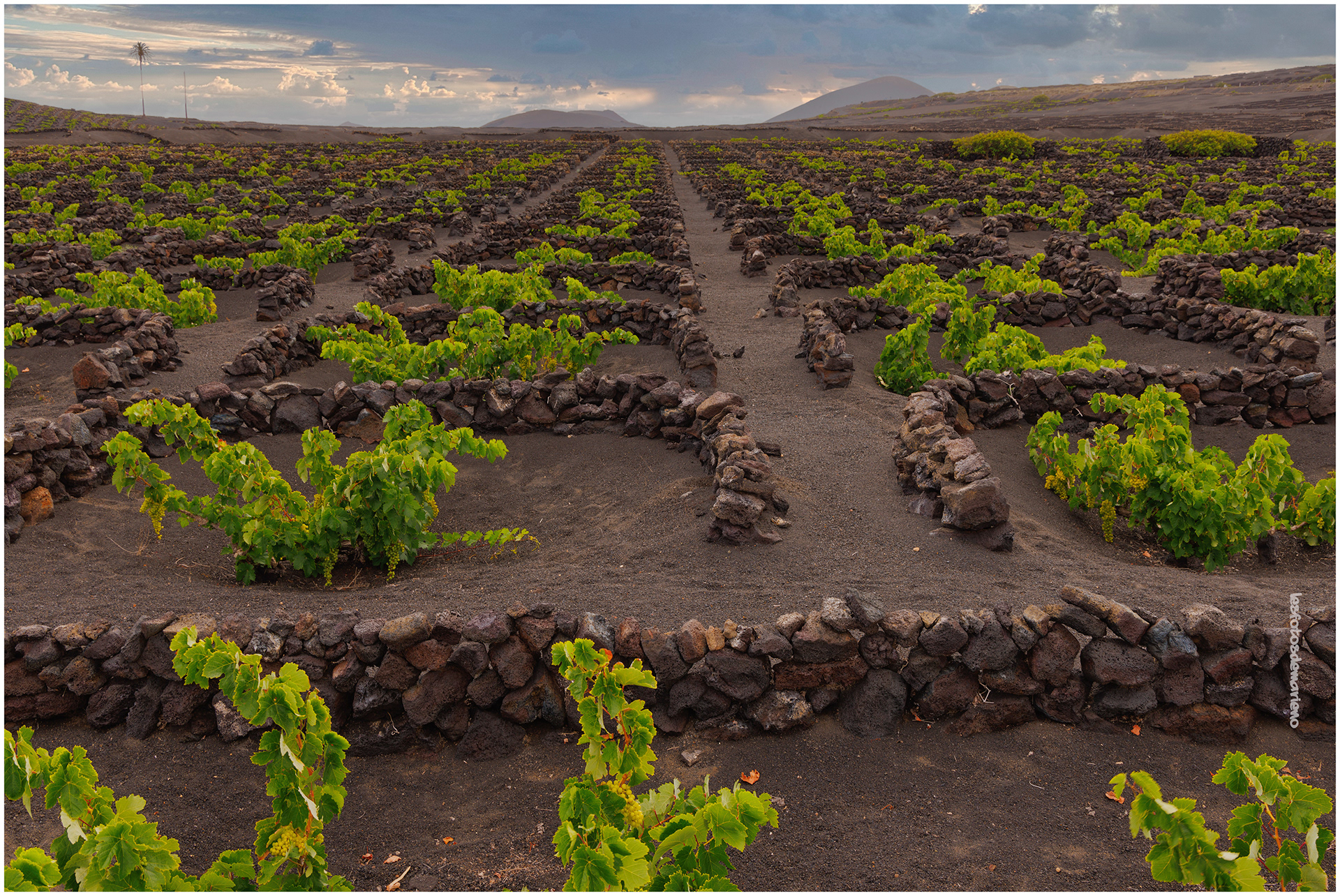 Culture du Malvoisi Volcanic 1 - Lanzarote