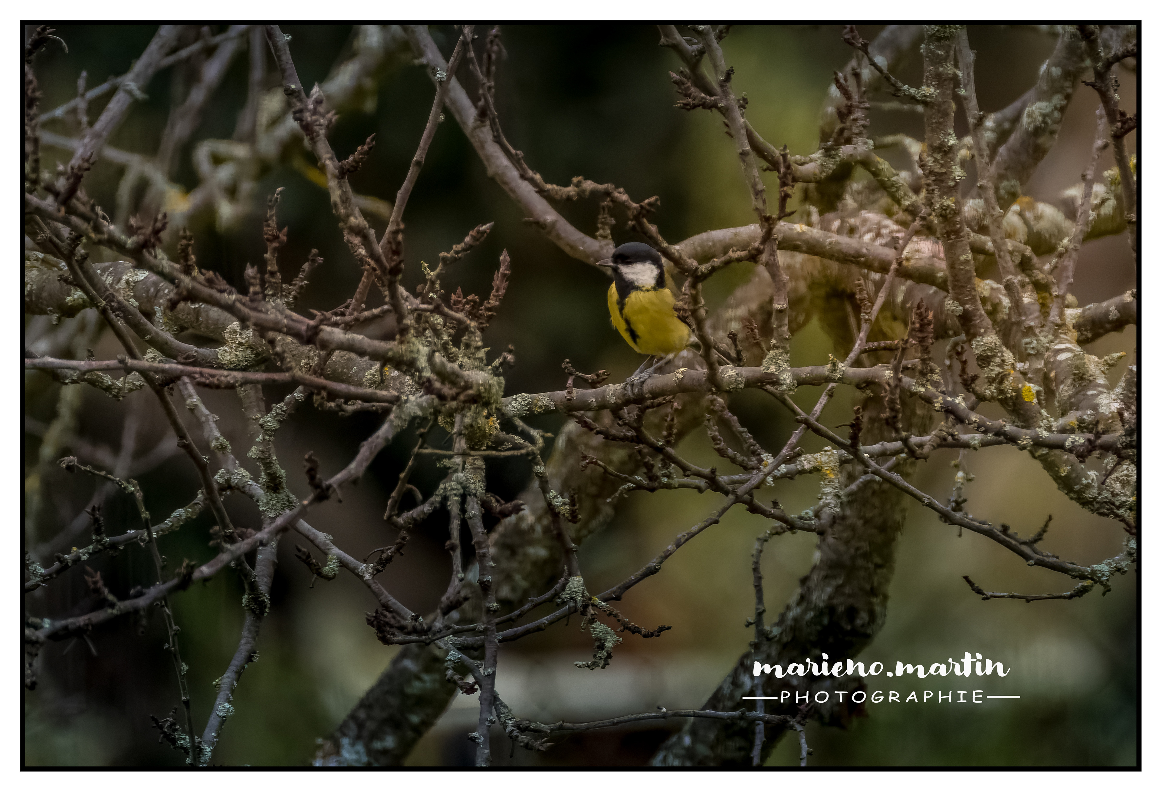 La mésange charbonnière