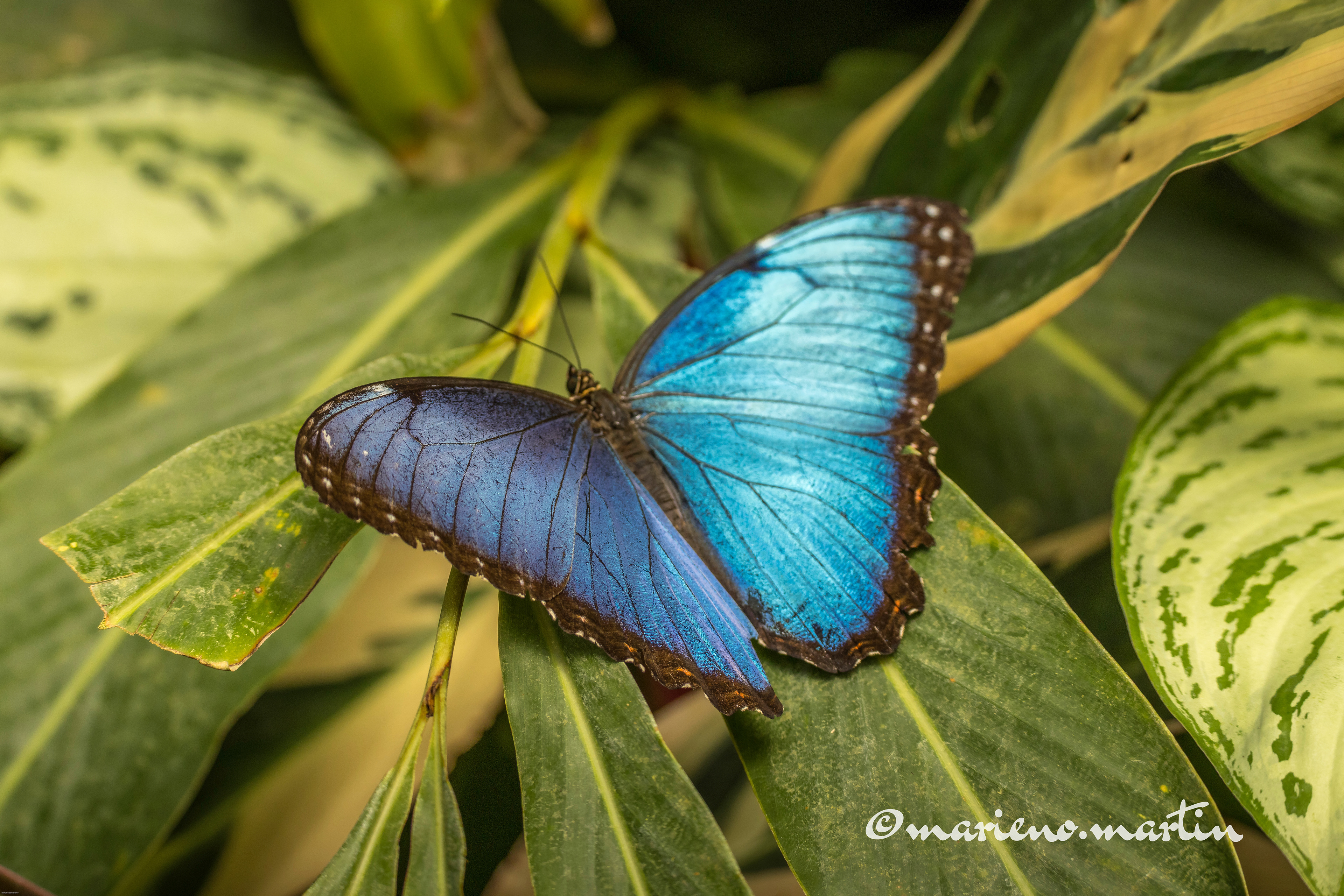 Le morpho bleu