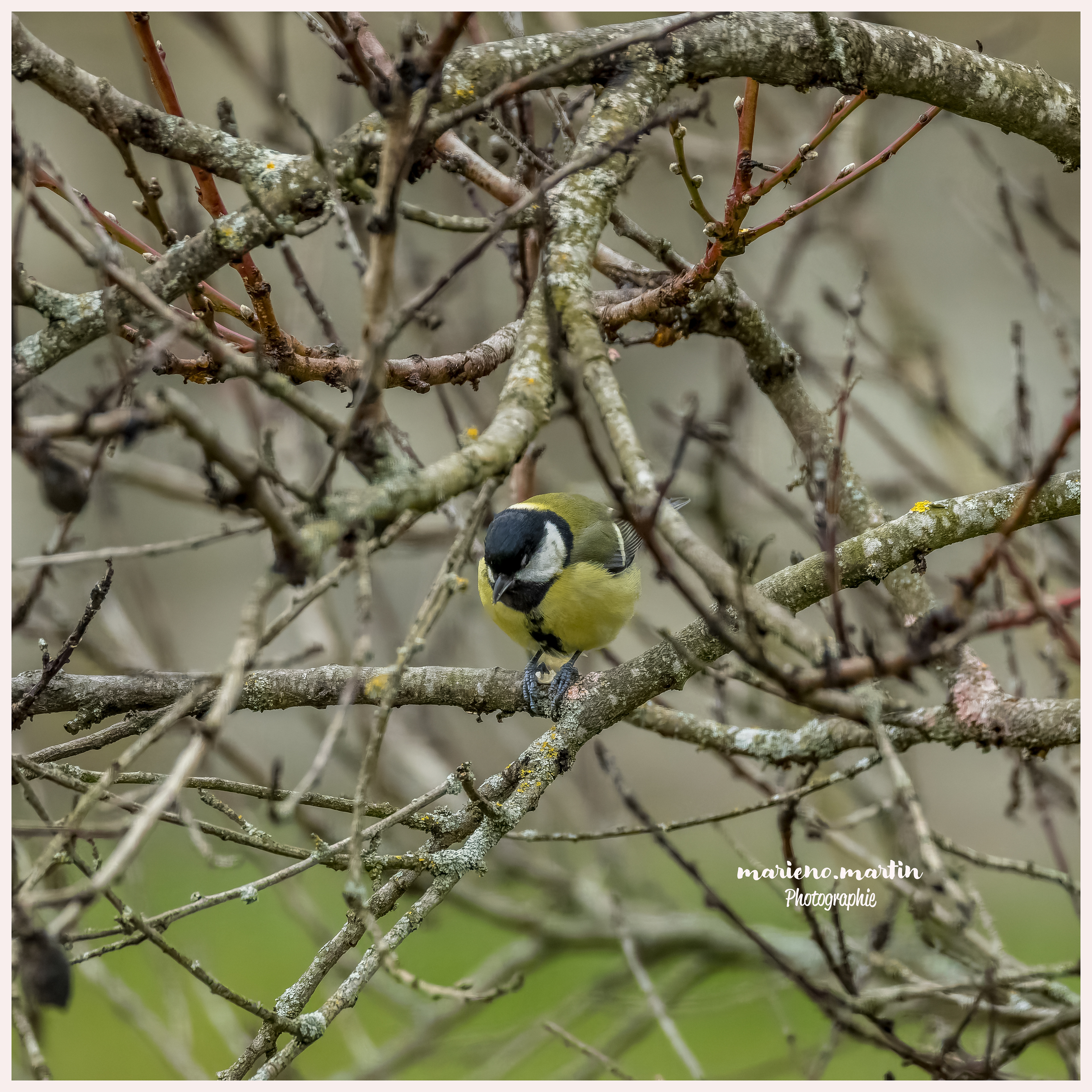 Mésange charbonnière