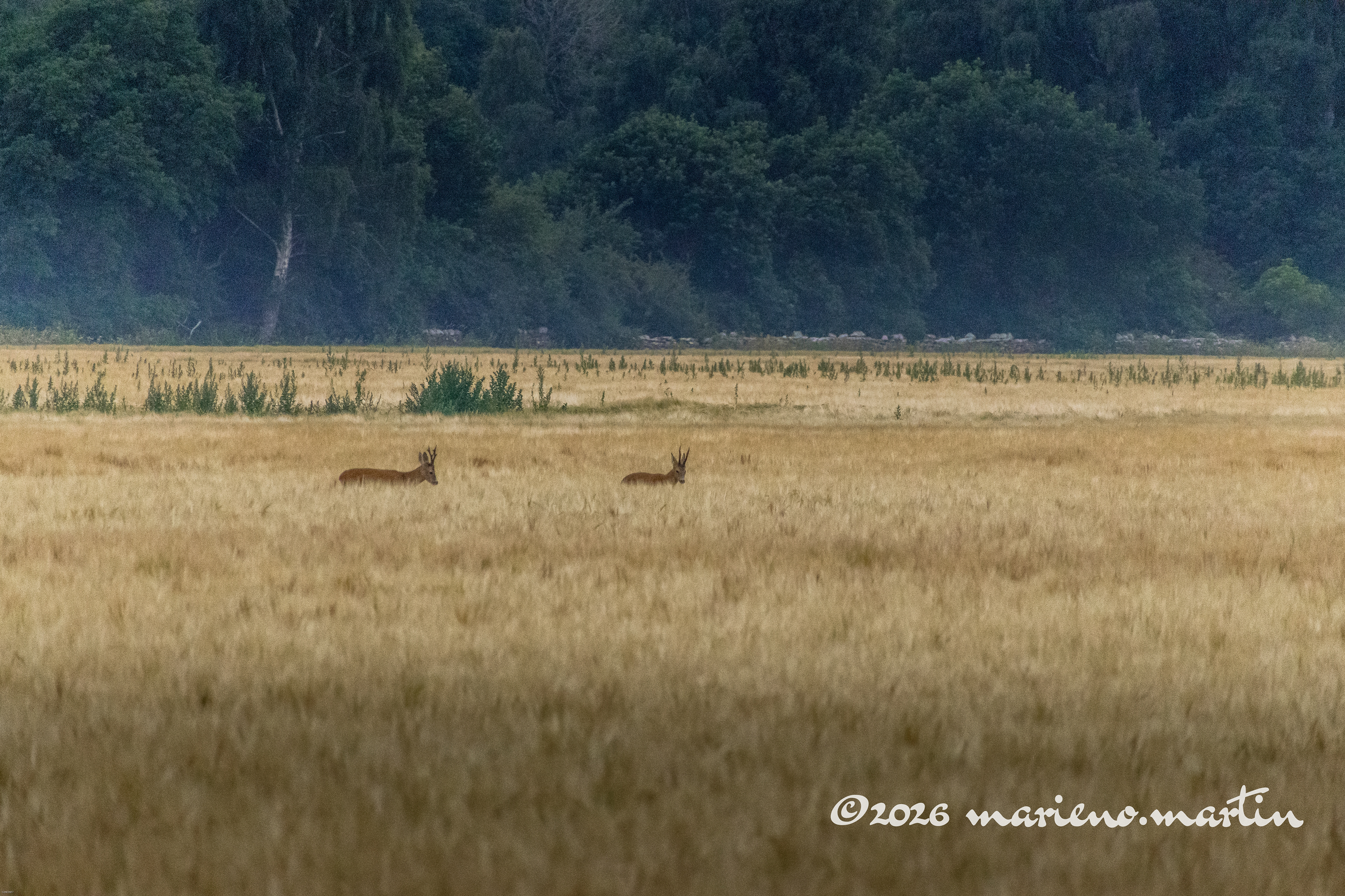 Balade nature