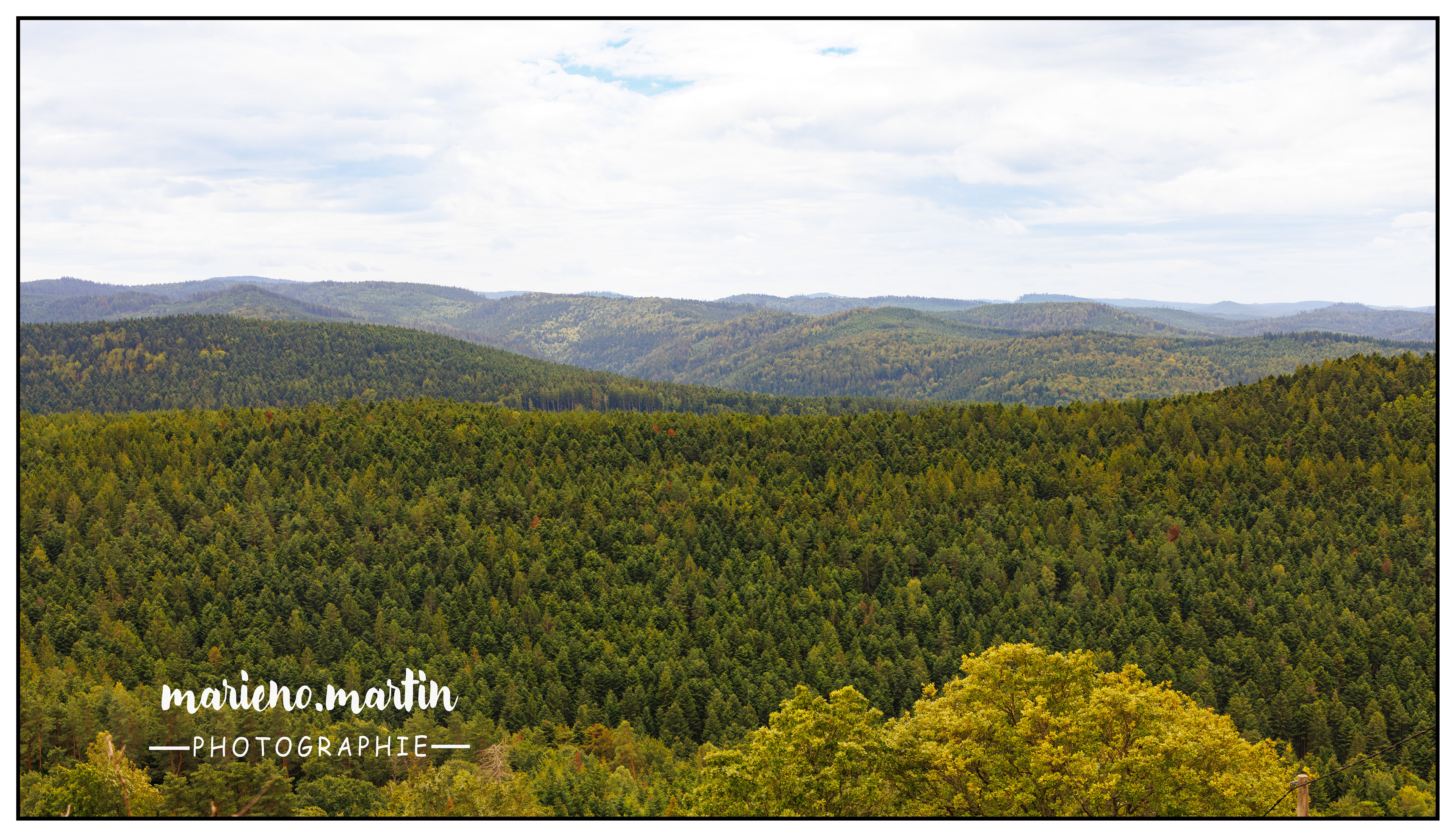 La canopée des Vosges