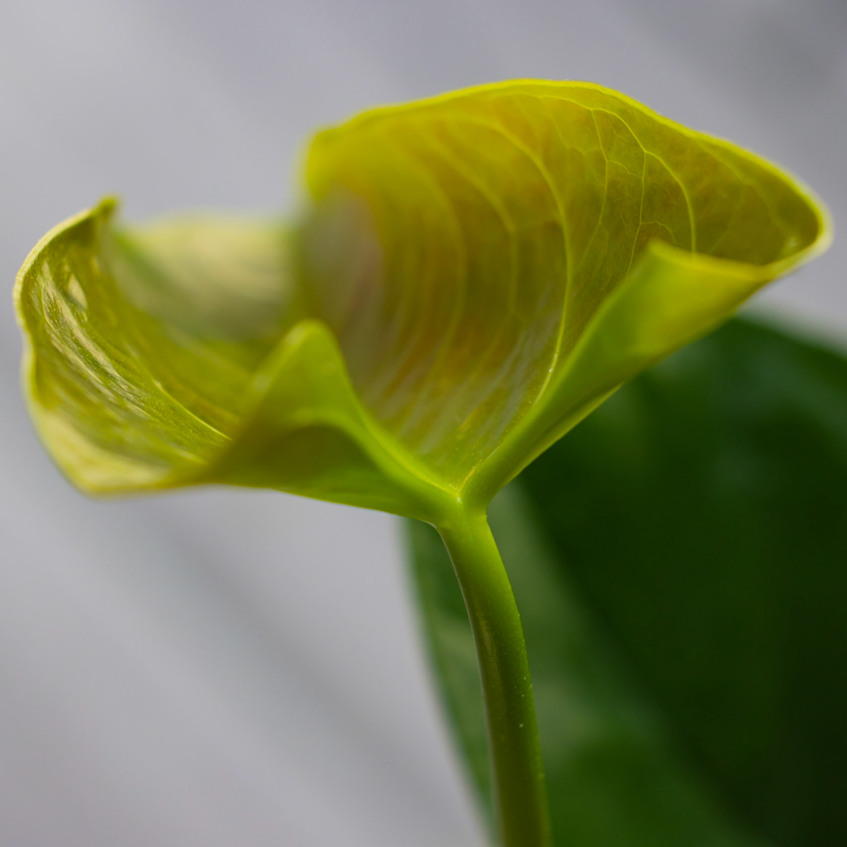 Feuille d'Anthurium