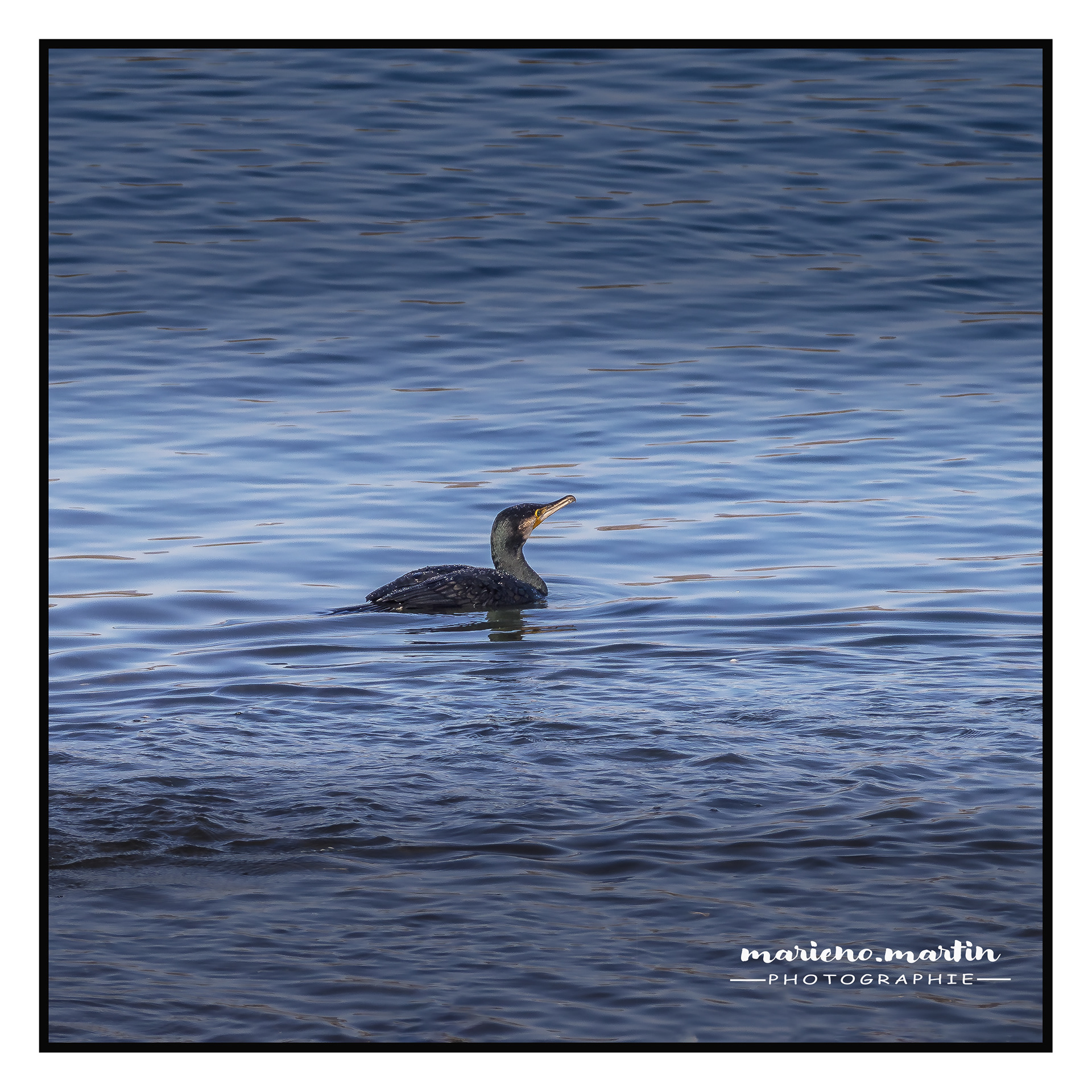Cormorran