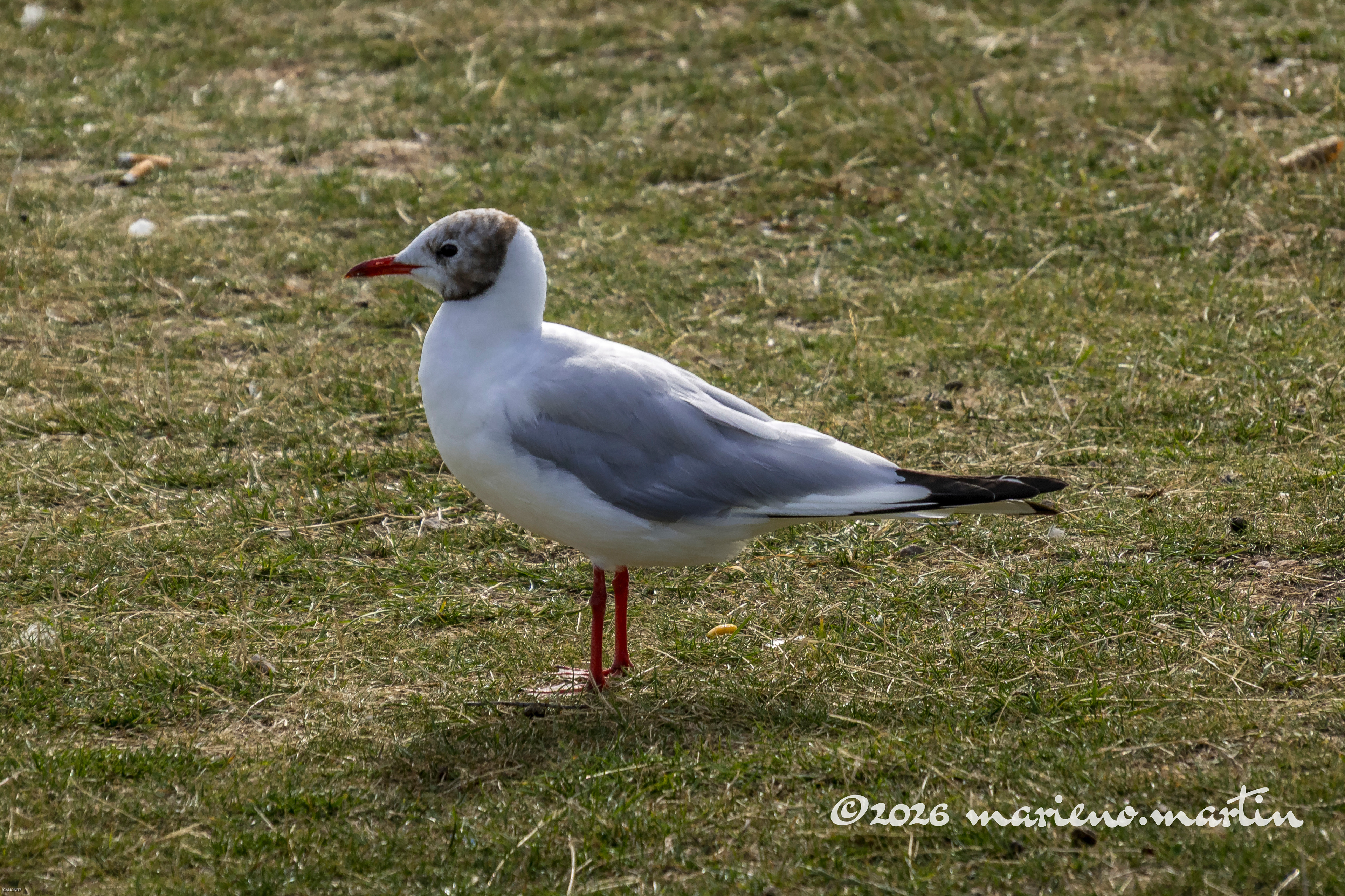 Mouette