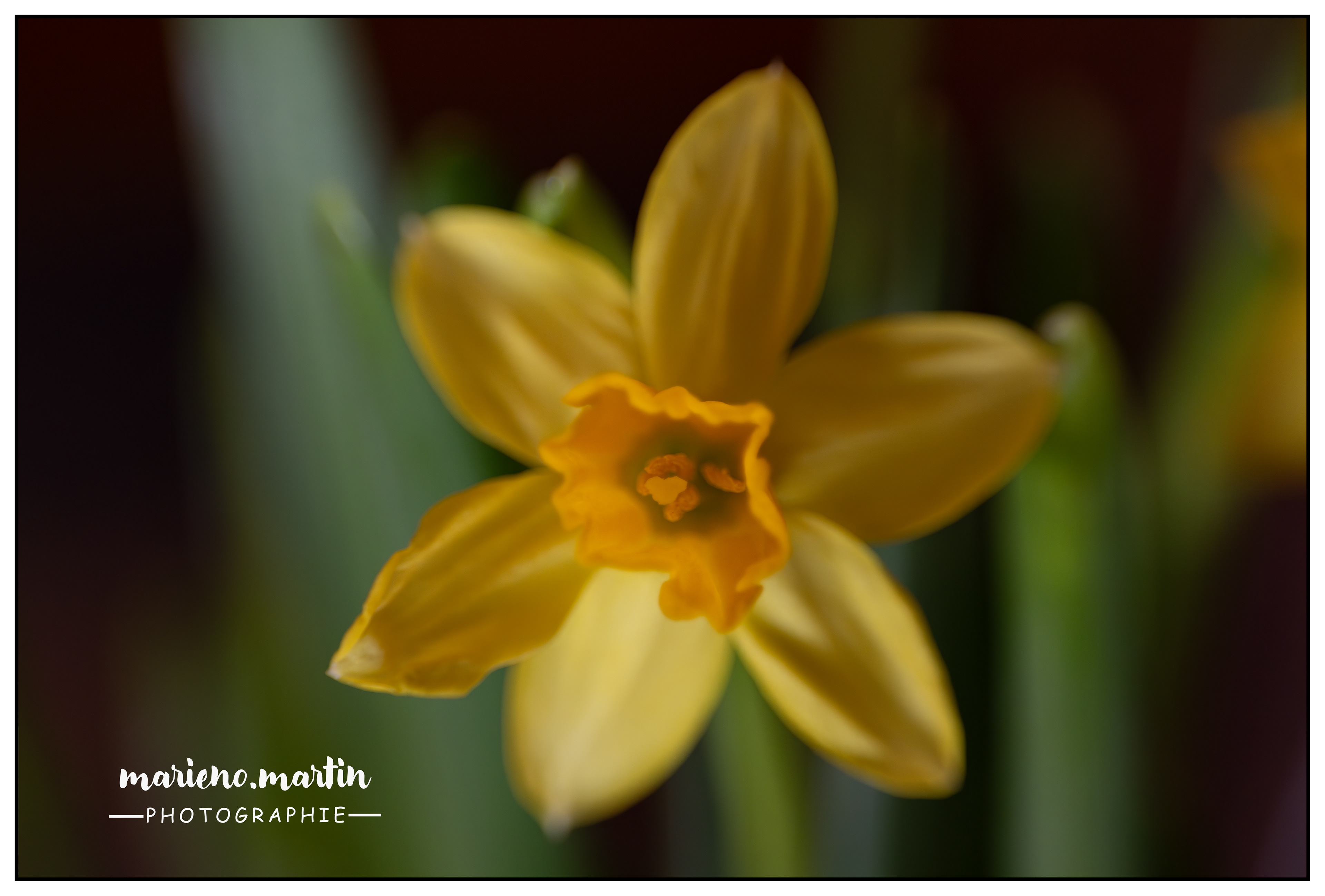 Sourires du printemps