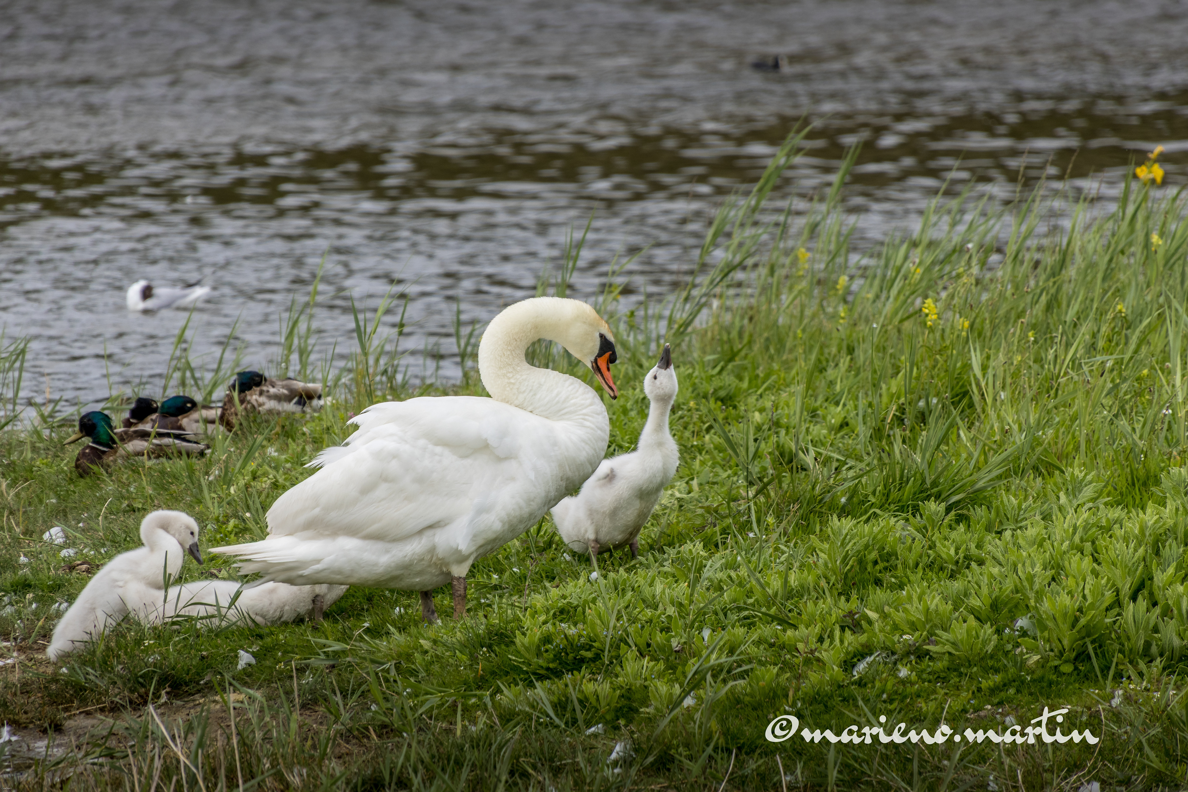 Family cygne