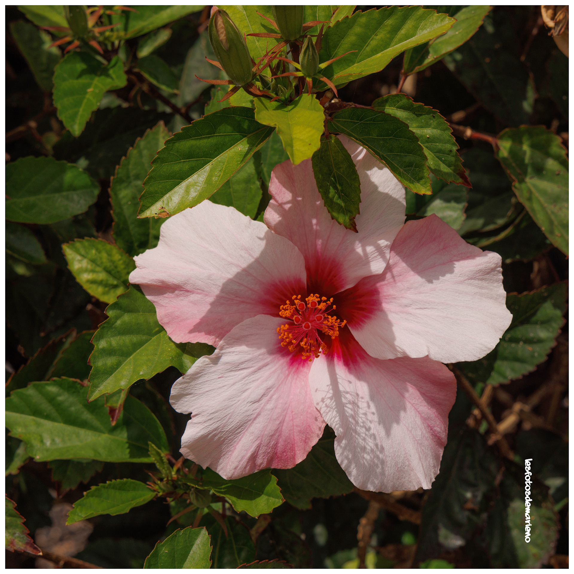 Hibiscus
