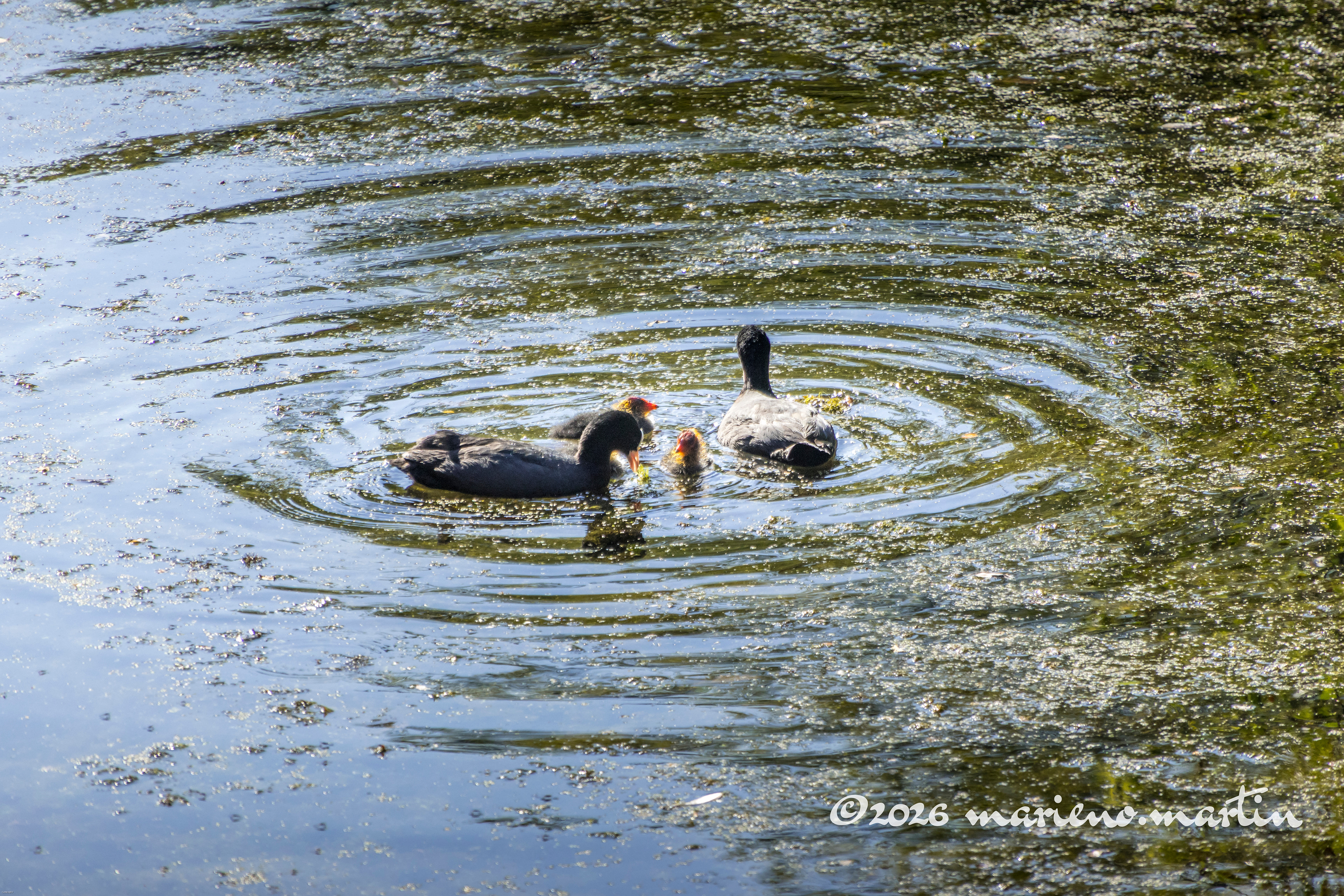 En famille