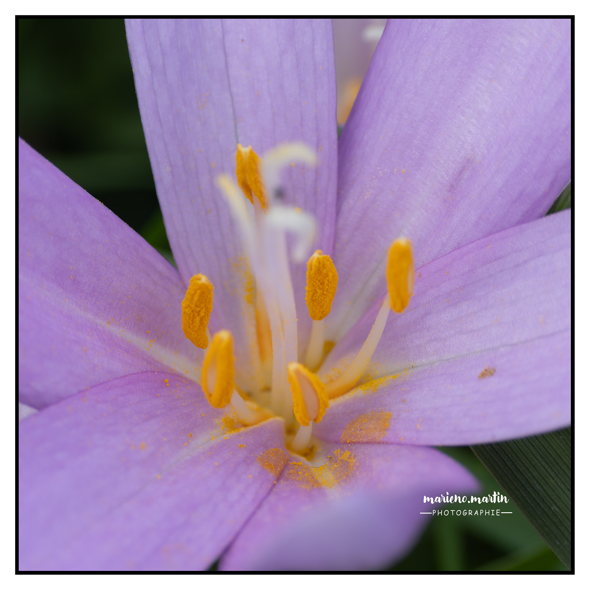 Proxi crocus