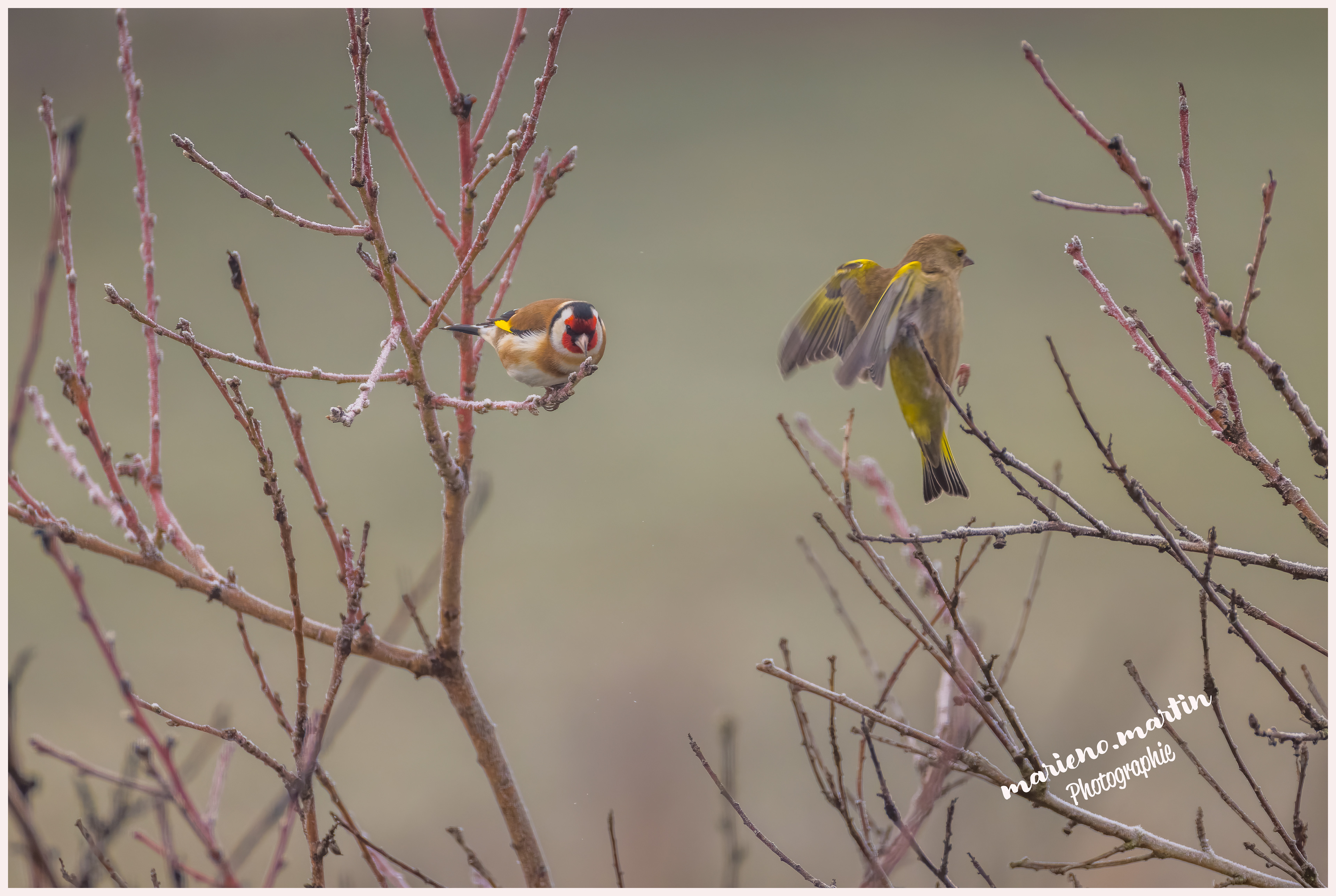 Le Chardonneret et le Verdier