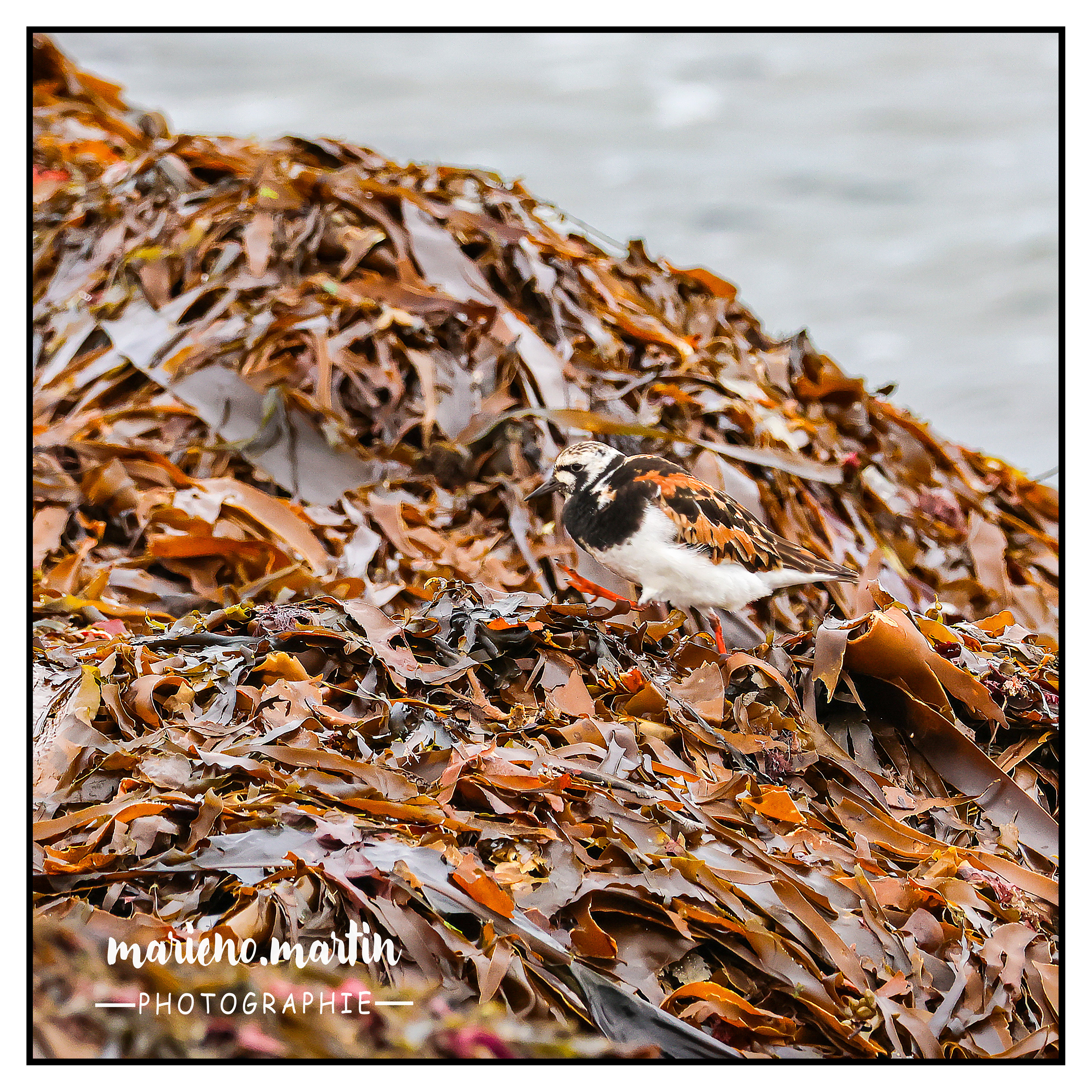 Le tournepierre à collier dans les algues