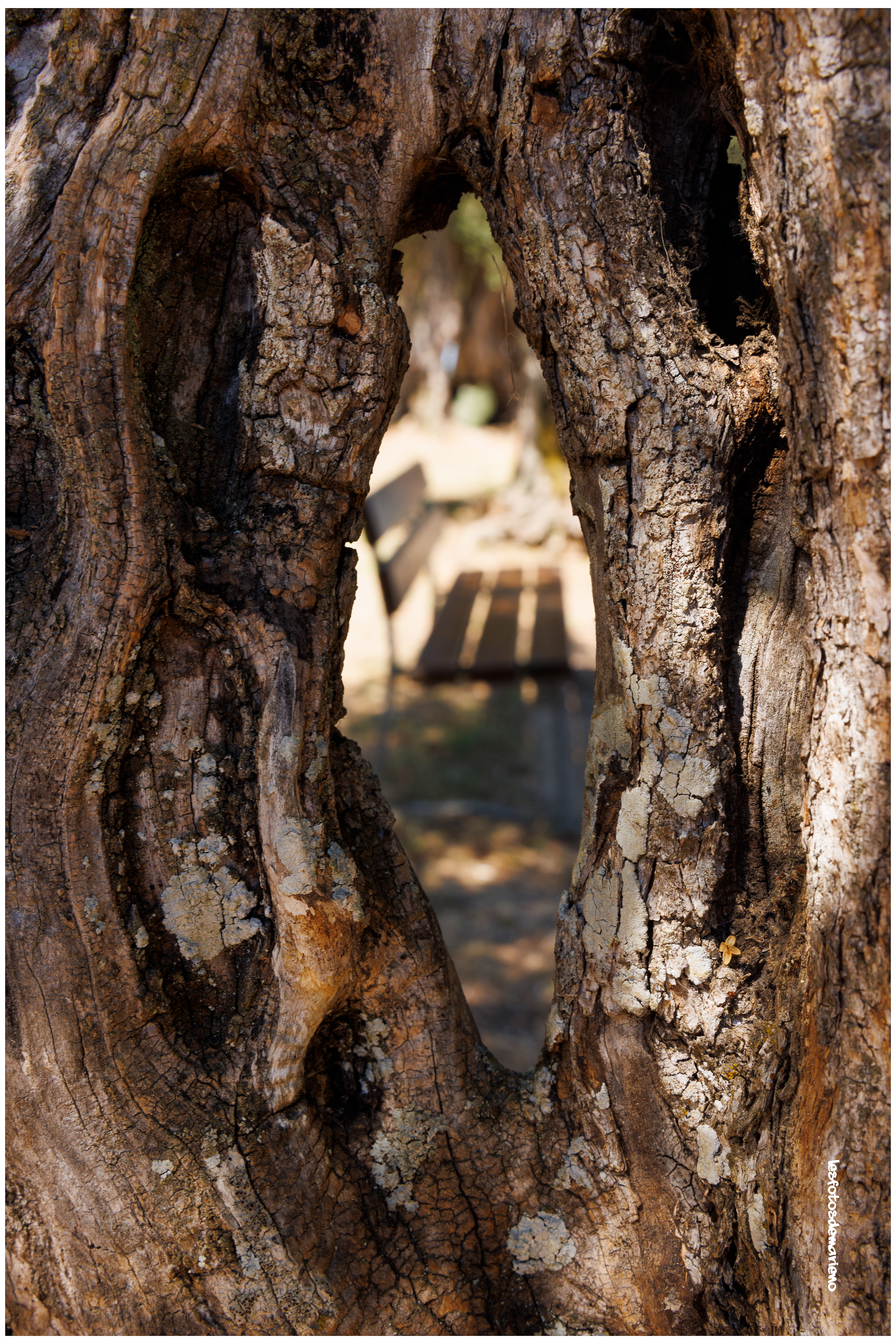 A travers l'écorce d'olivier - Italie