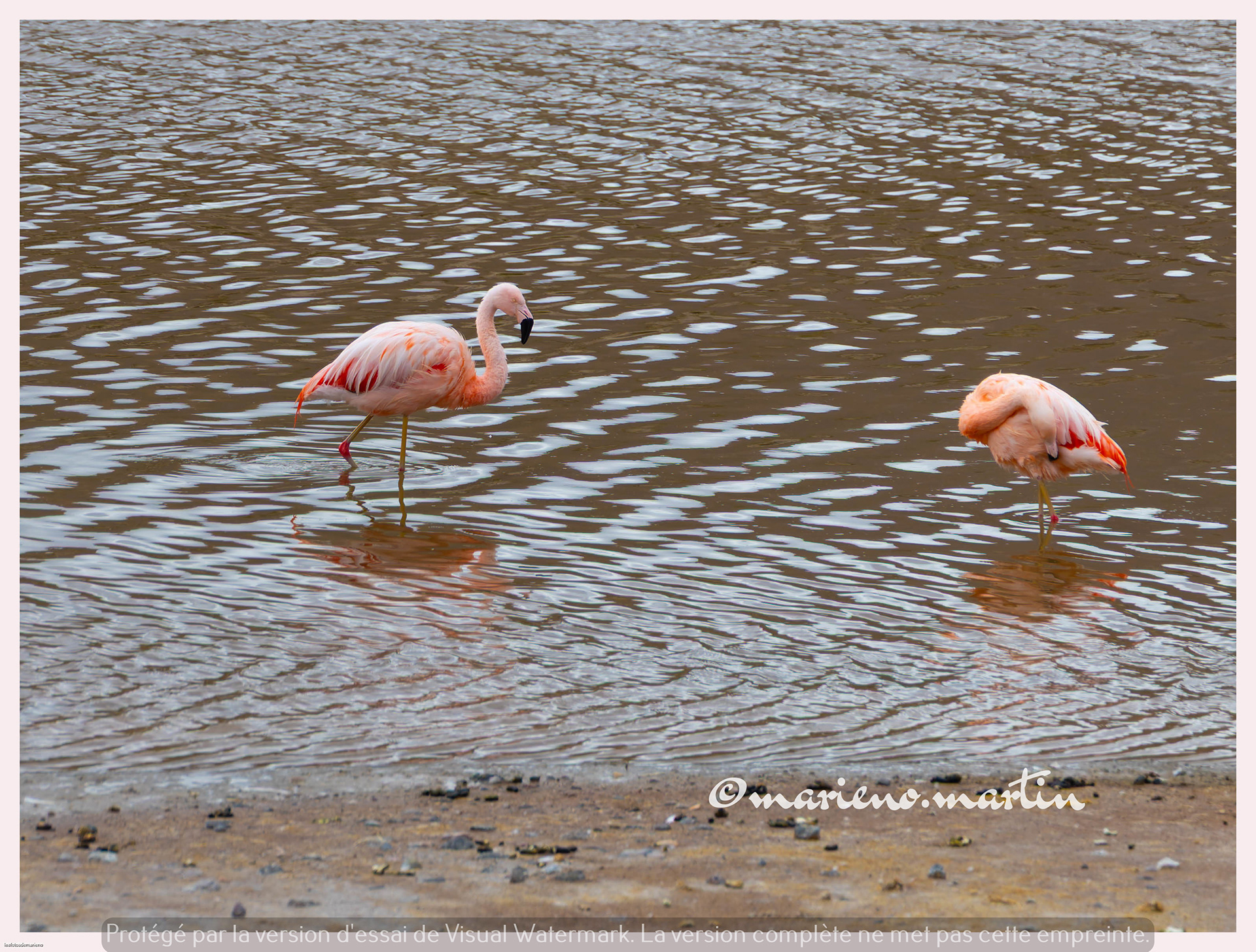 Flamands roses du chili