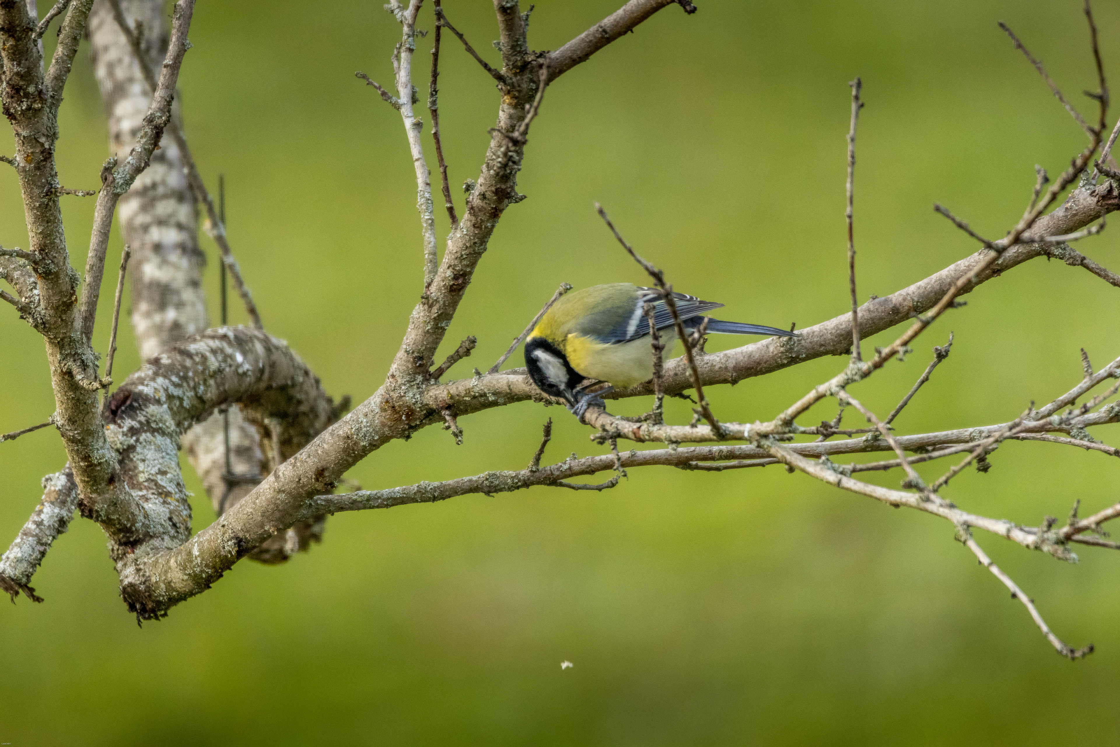 La mésange charbonnière