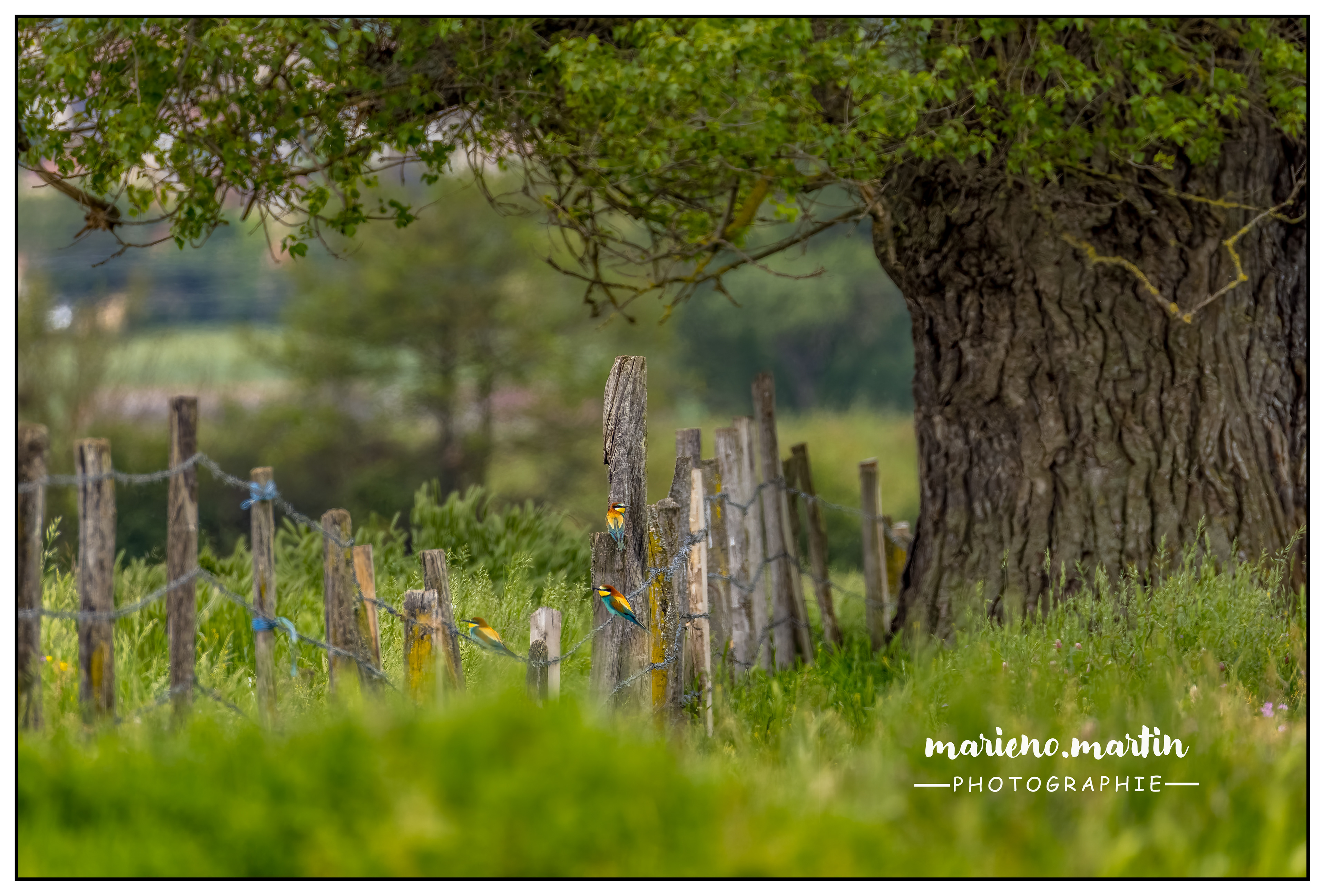 Guêpiers bucoliques