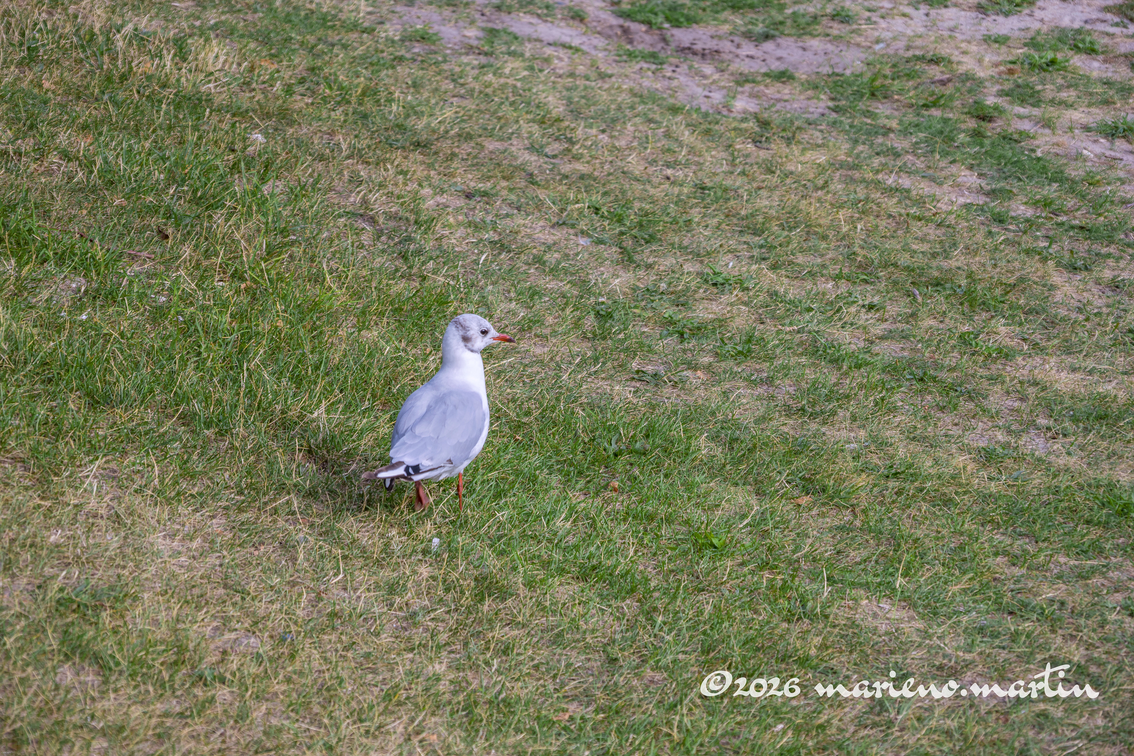 Mouette 