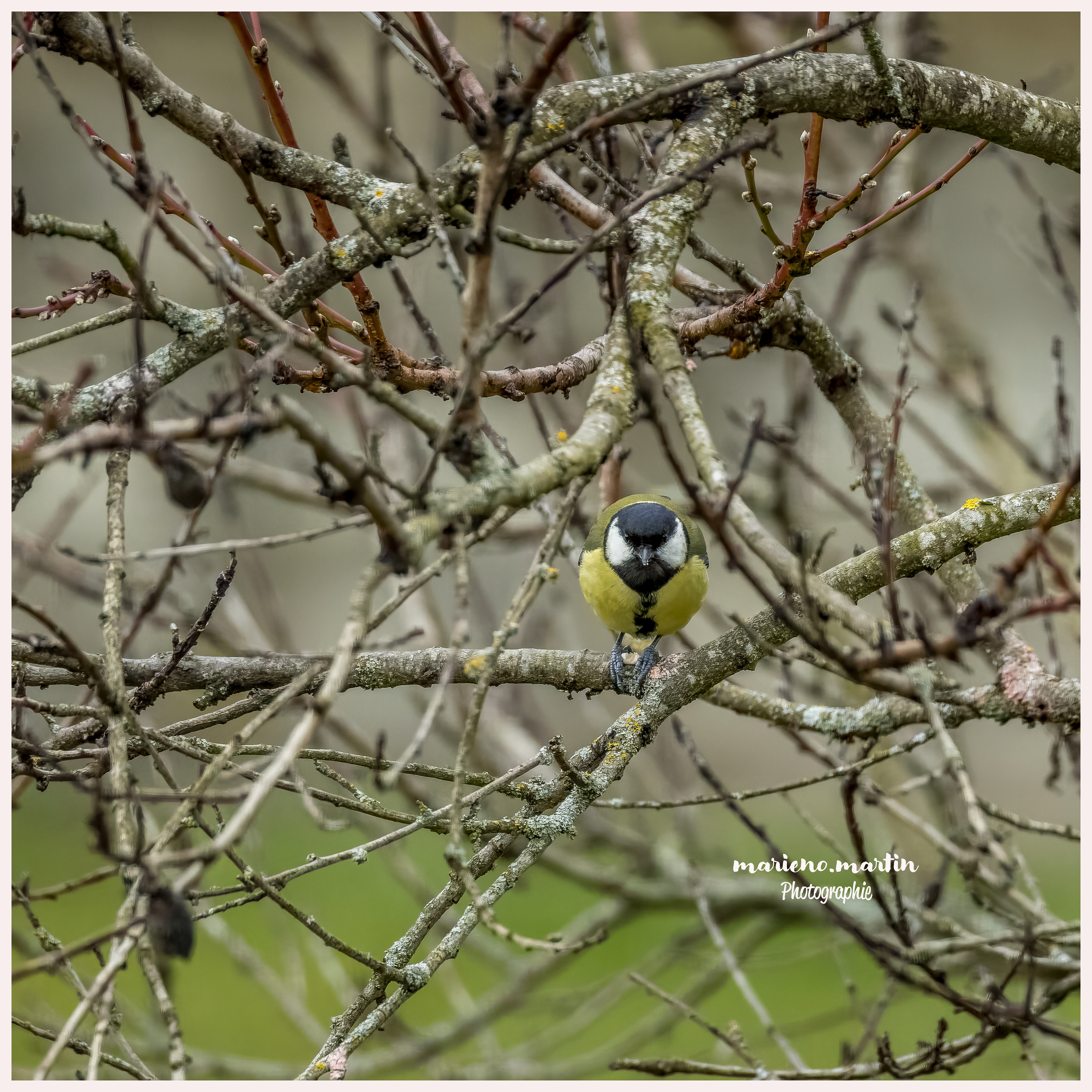 Mèsange charbonnière