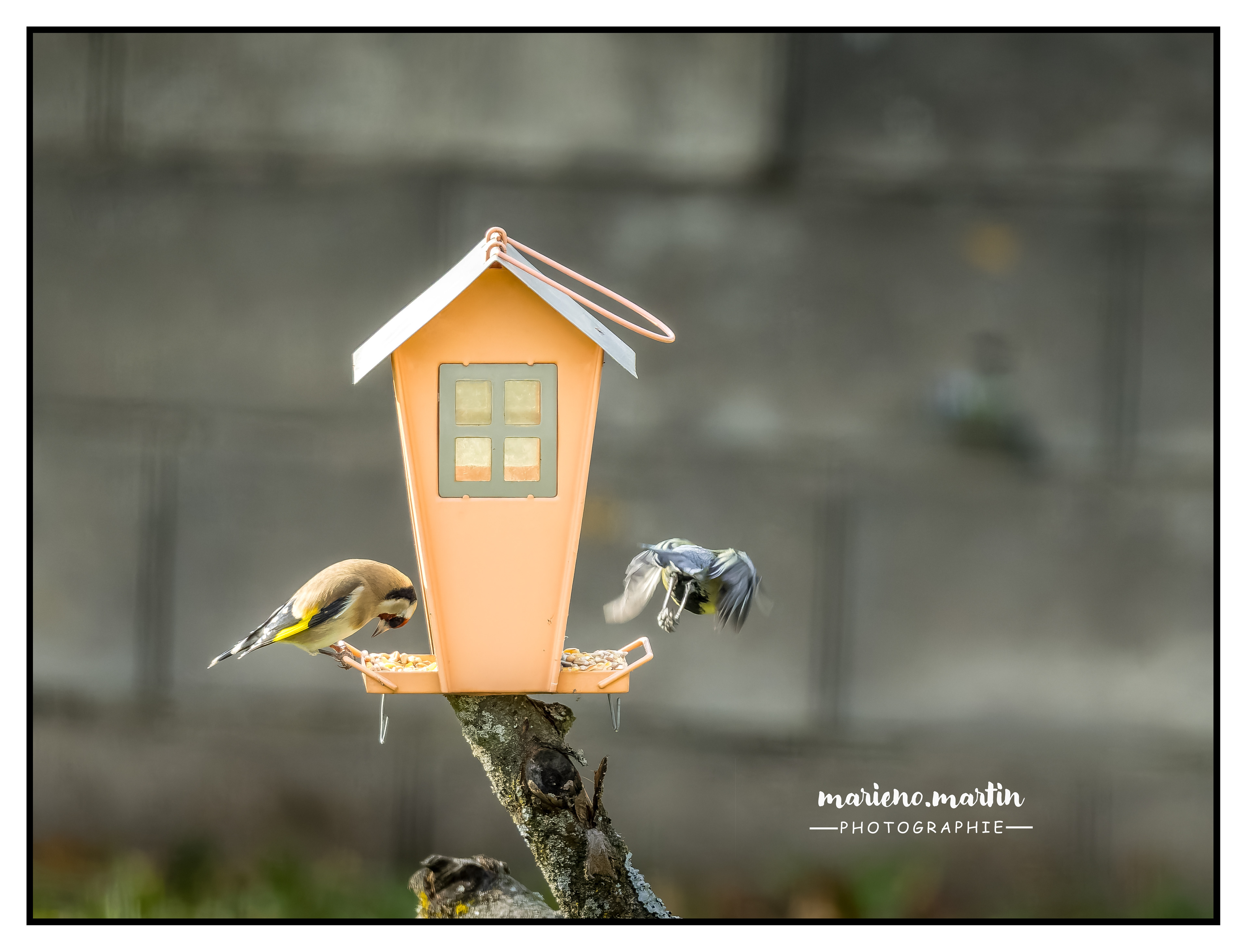 Mésange et chardonneret