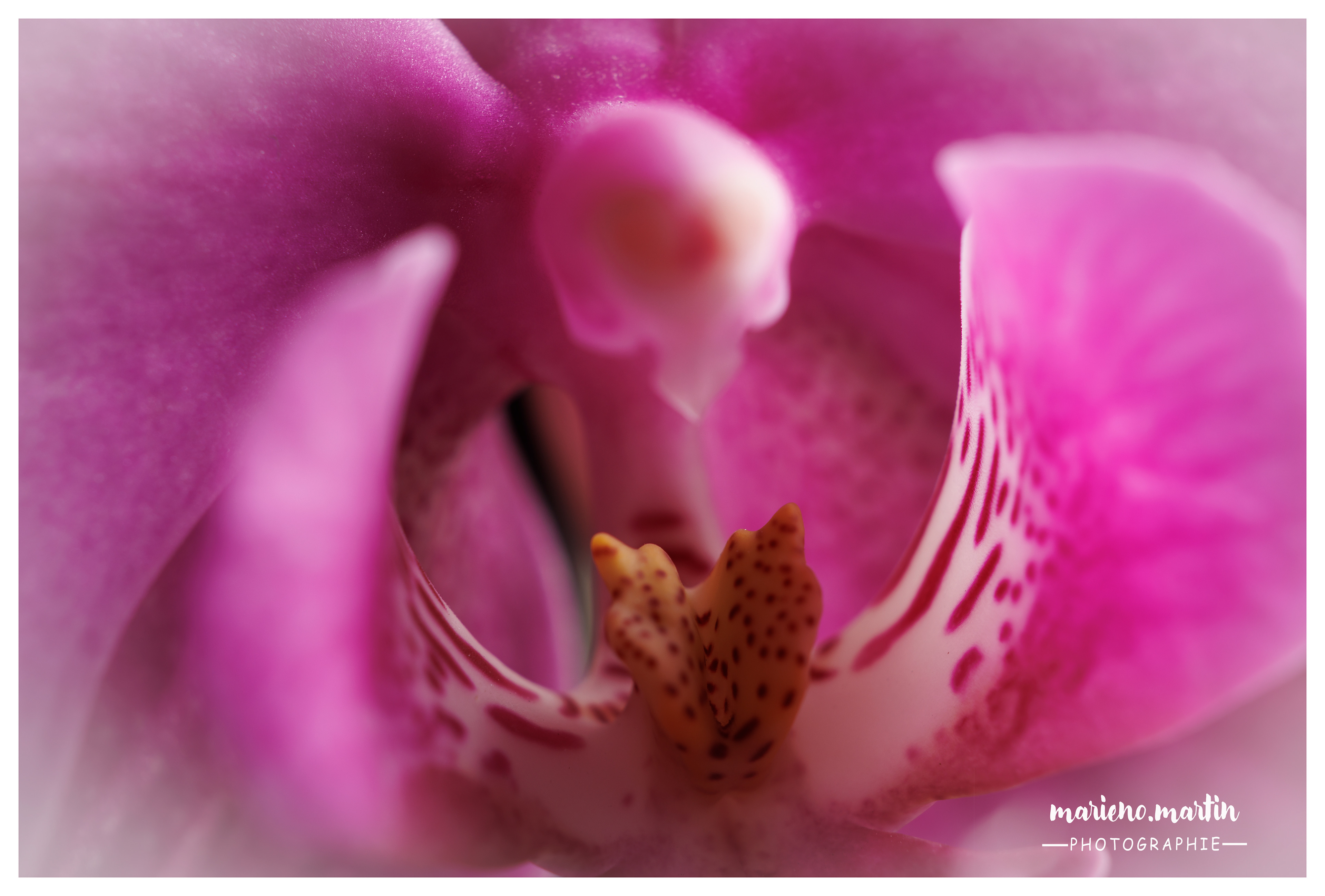 Vignetage orchidée