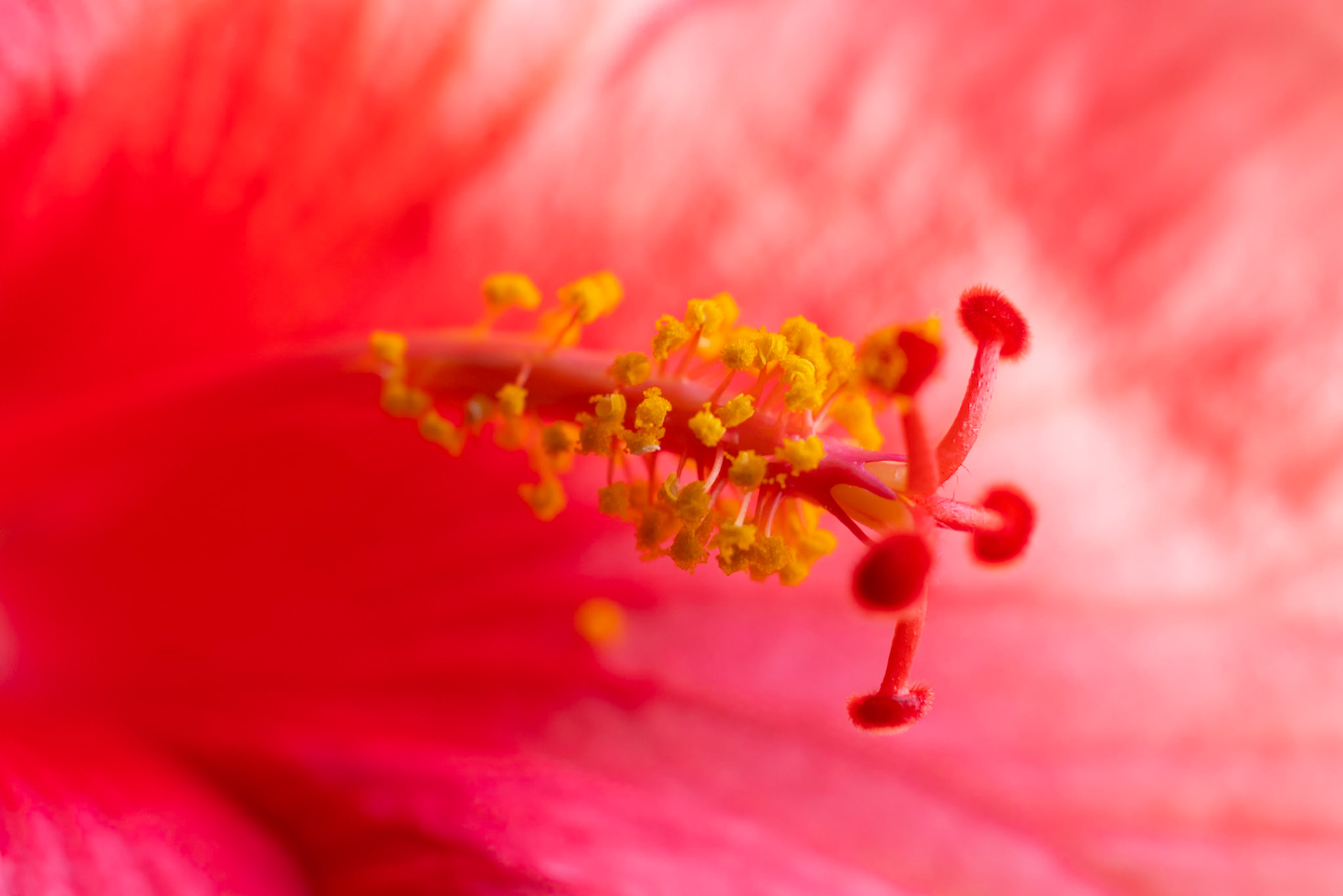 Variations d'Hibiscus 4