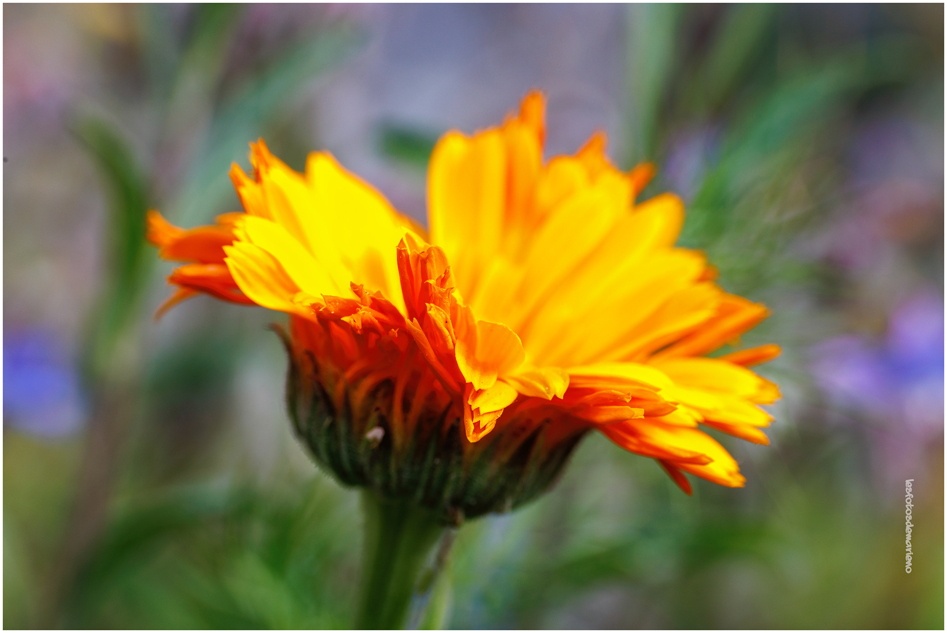 La fleur de pissenlit