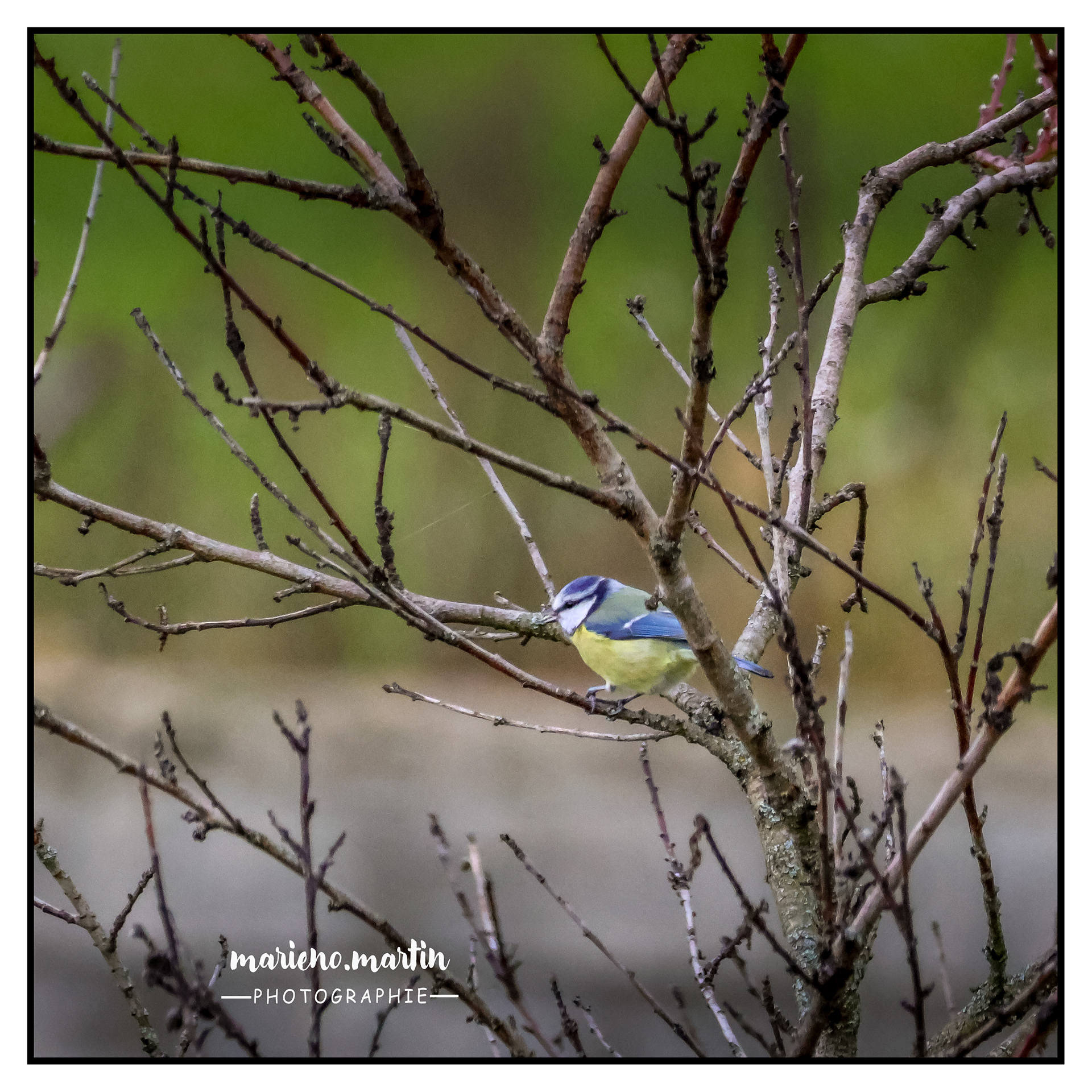 Mésange bleue