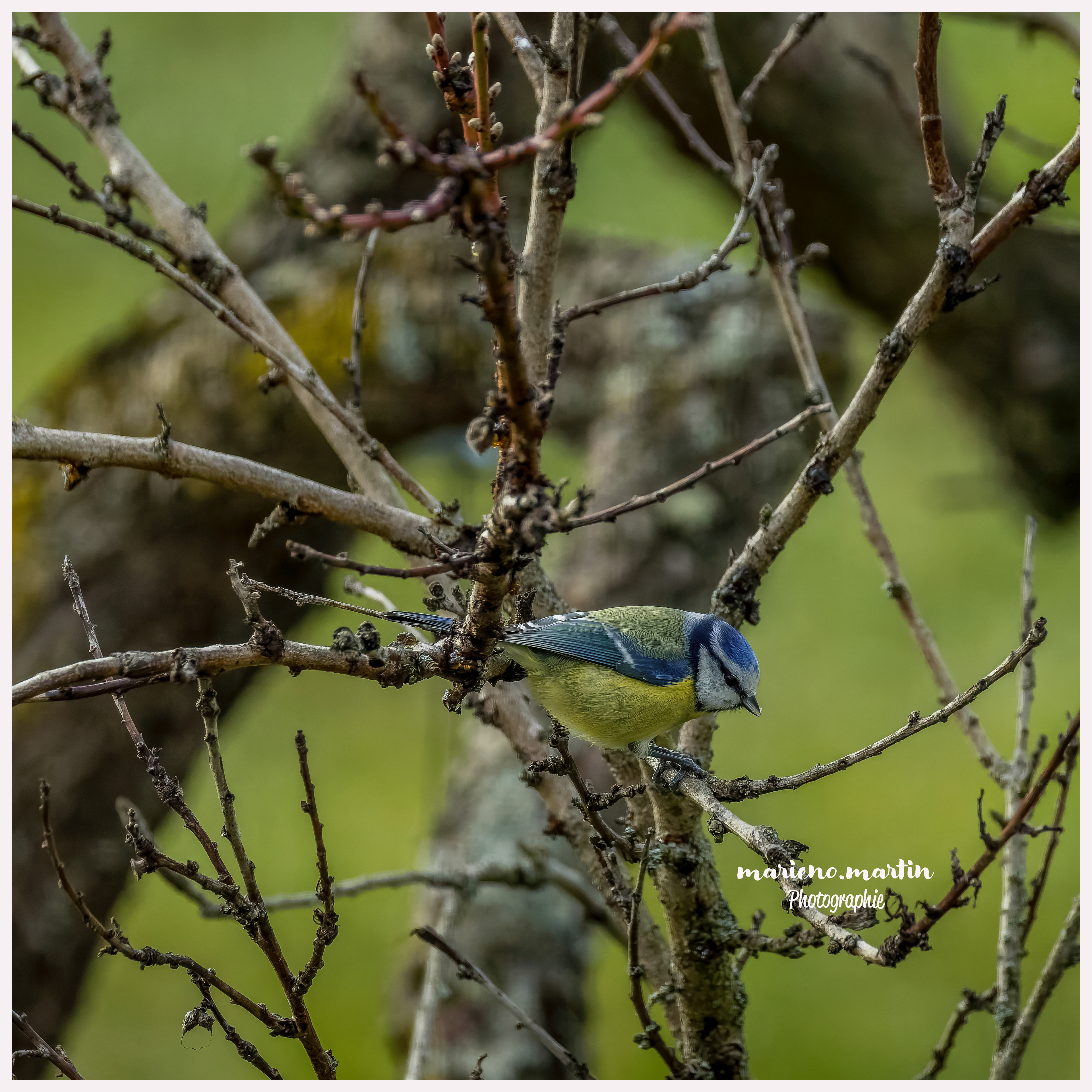Mésange bleue