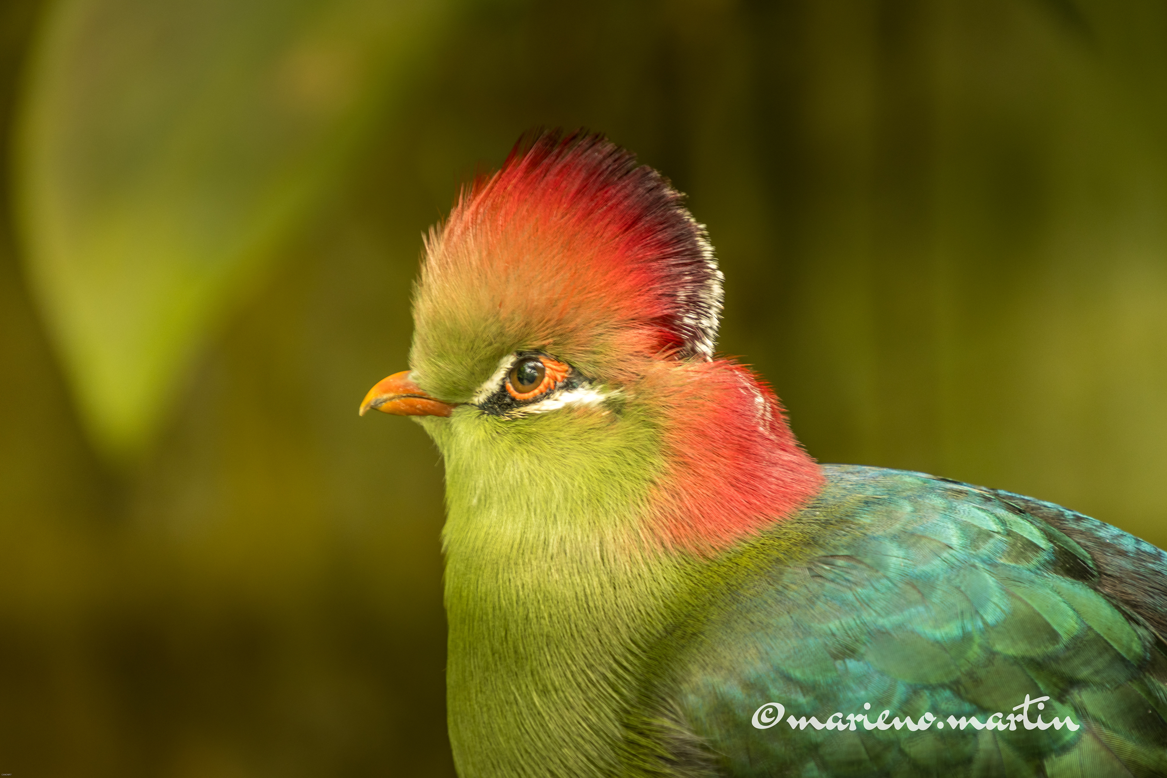 Touraco de fischer