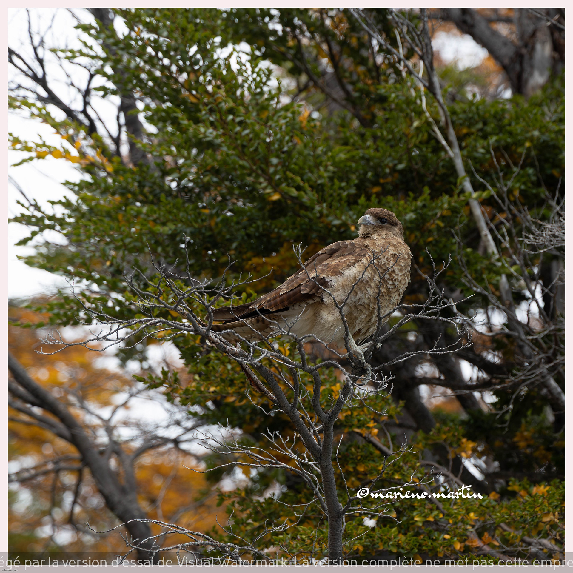 Le faucon du glacier perito moreno