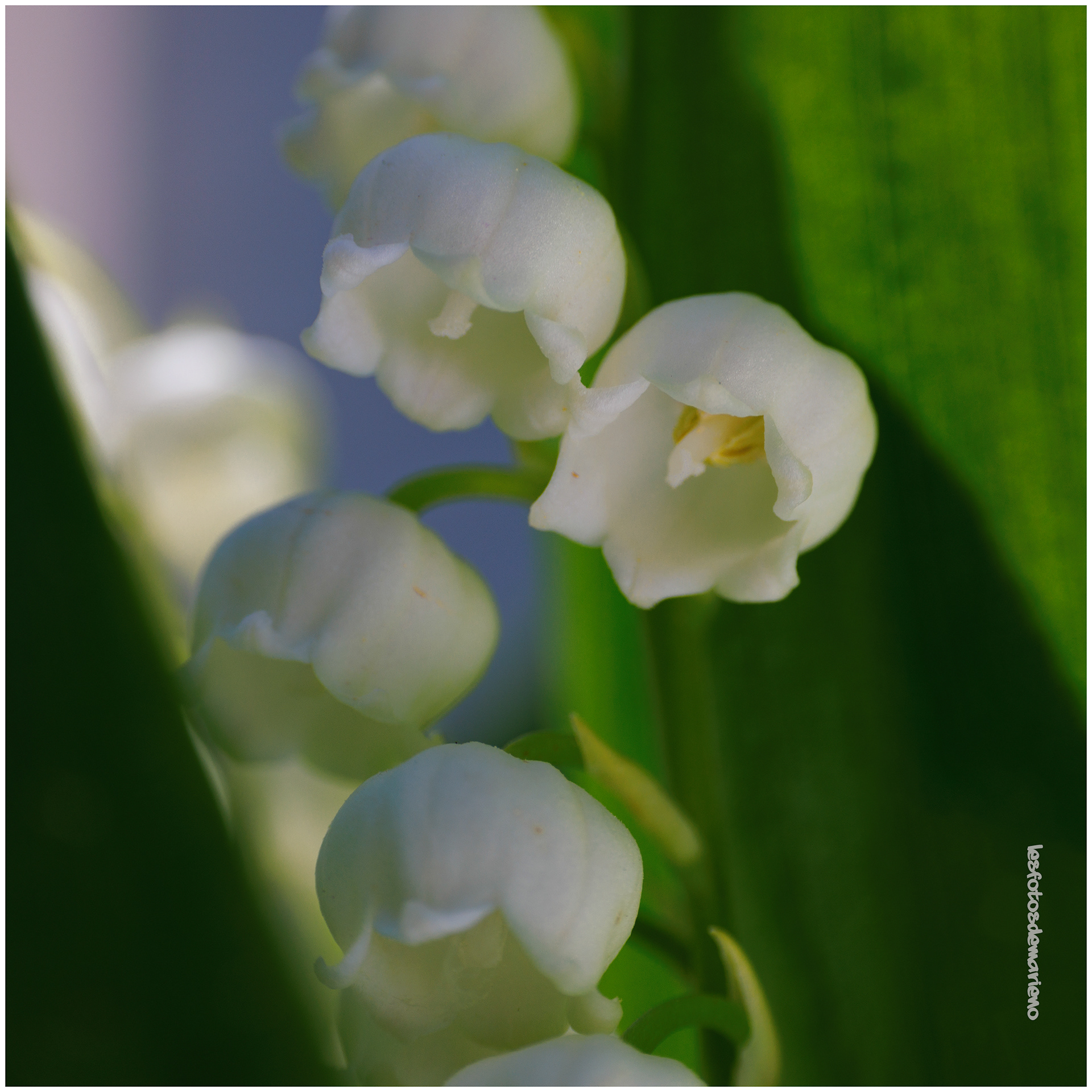 Macro muguet