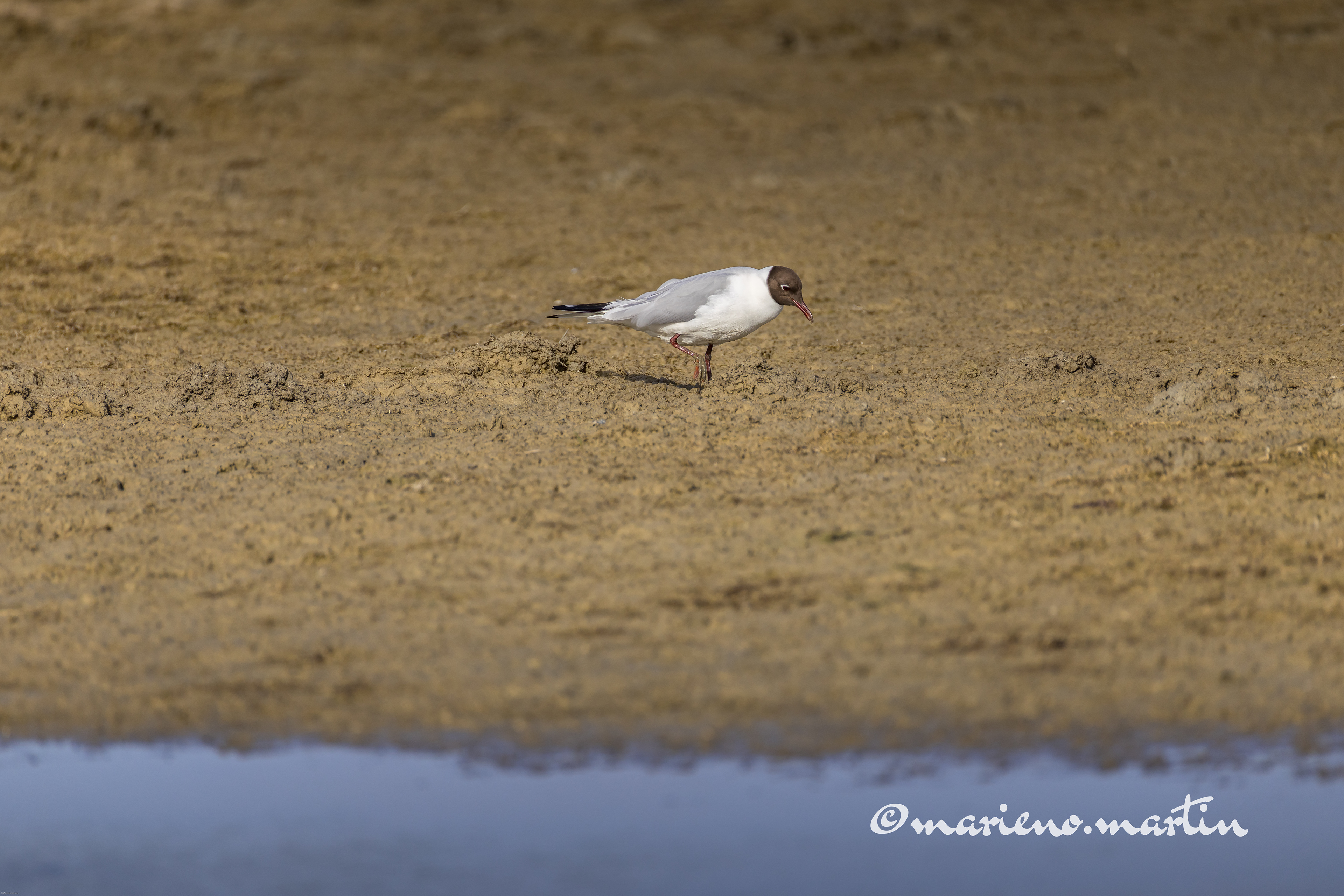 Mouette rieuse