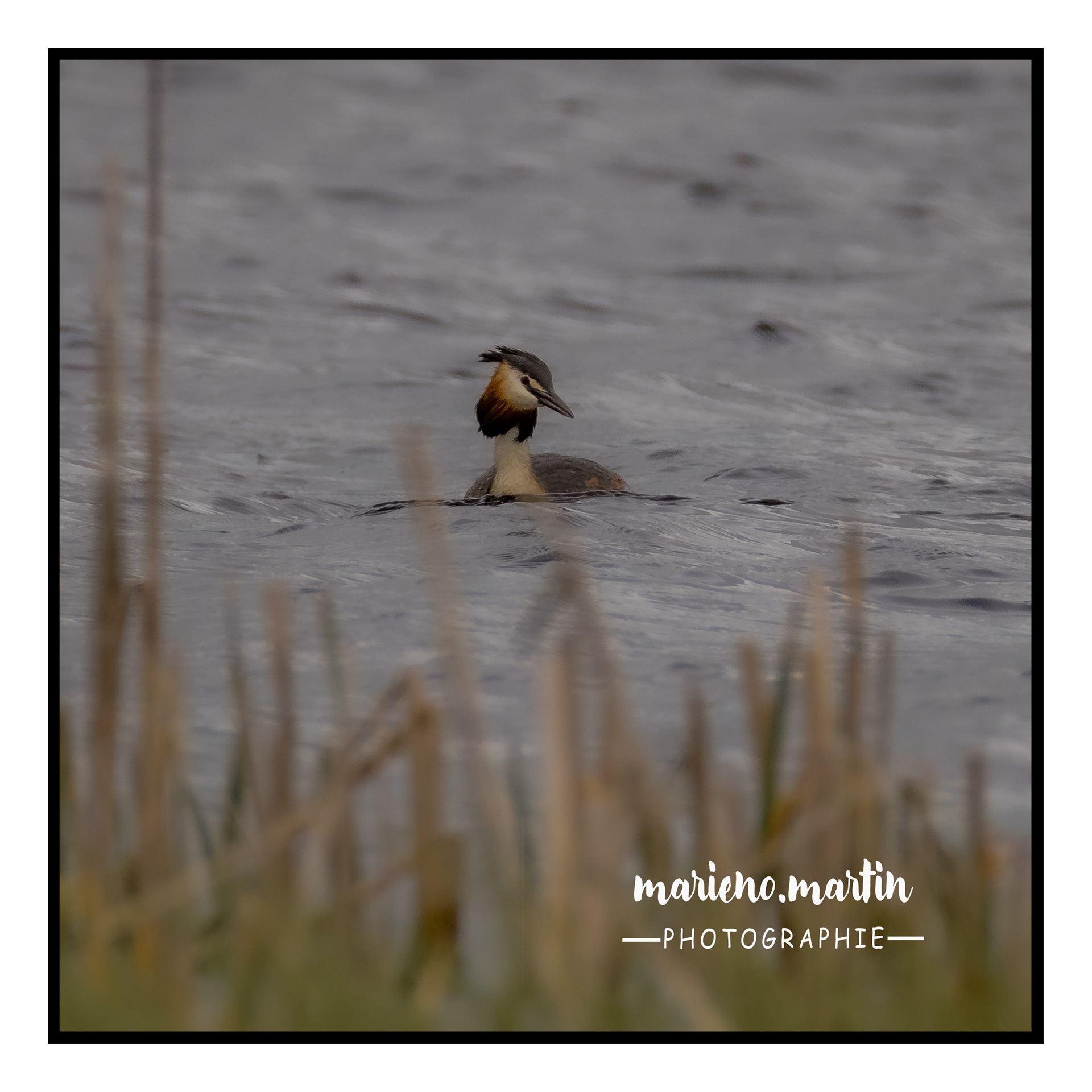 Grèbes lac du pècher