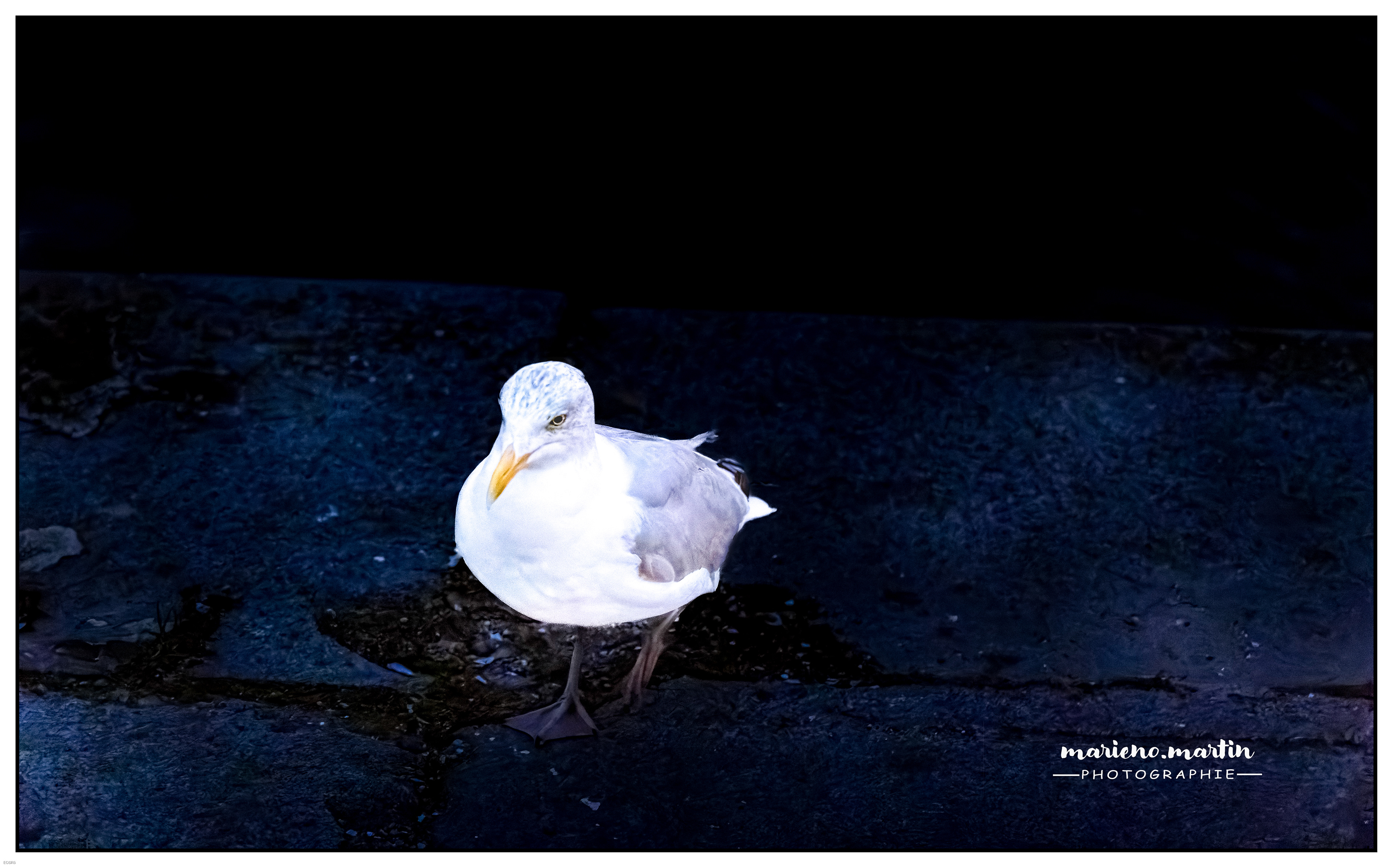 Seagull Mankeyfoto
