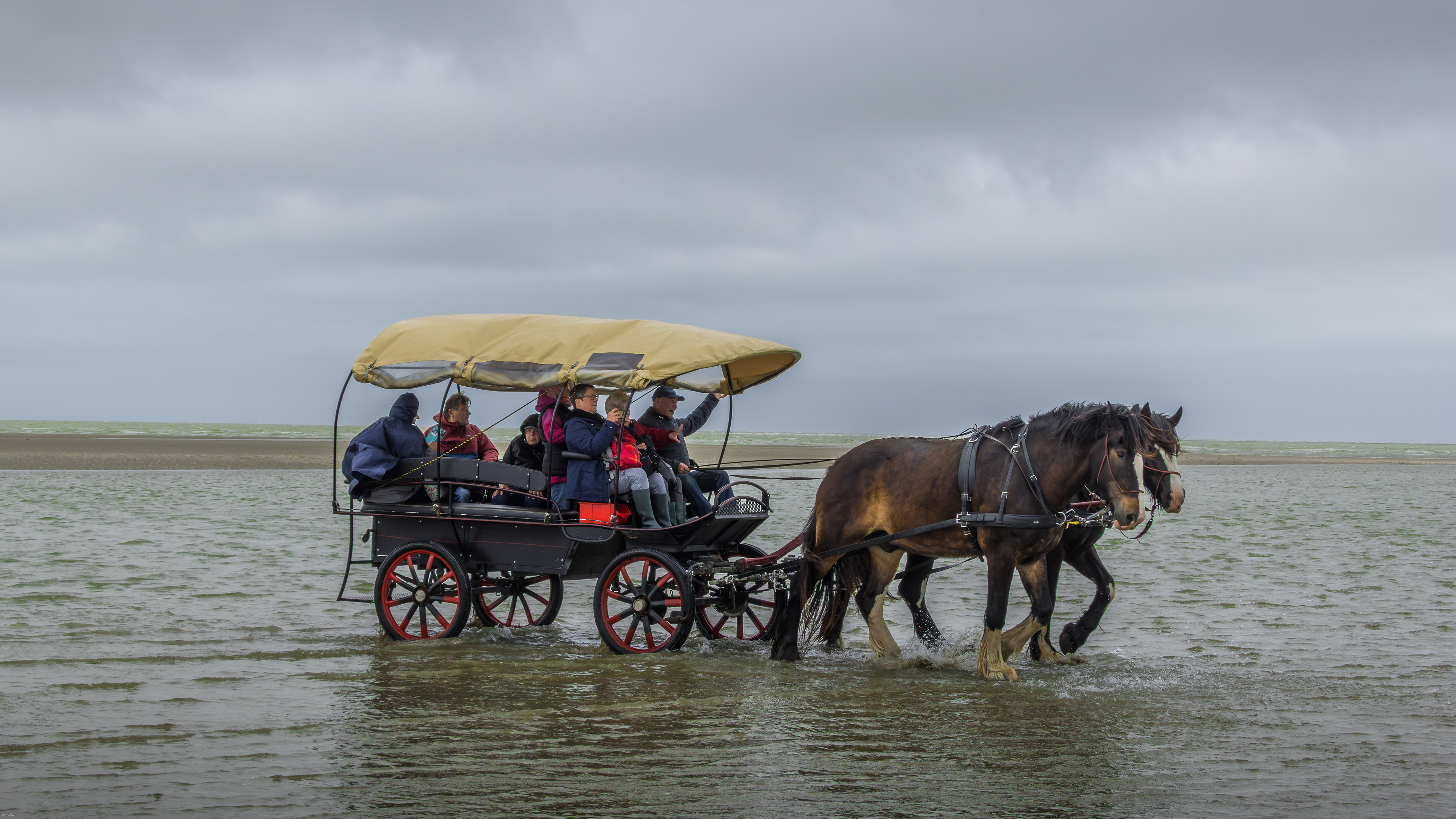 Traversée de la baie de somme en calèche