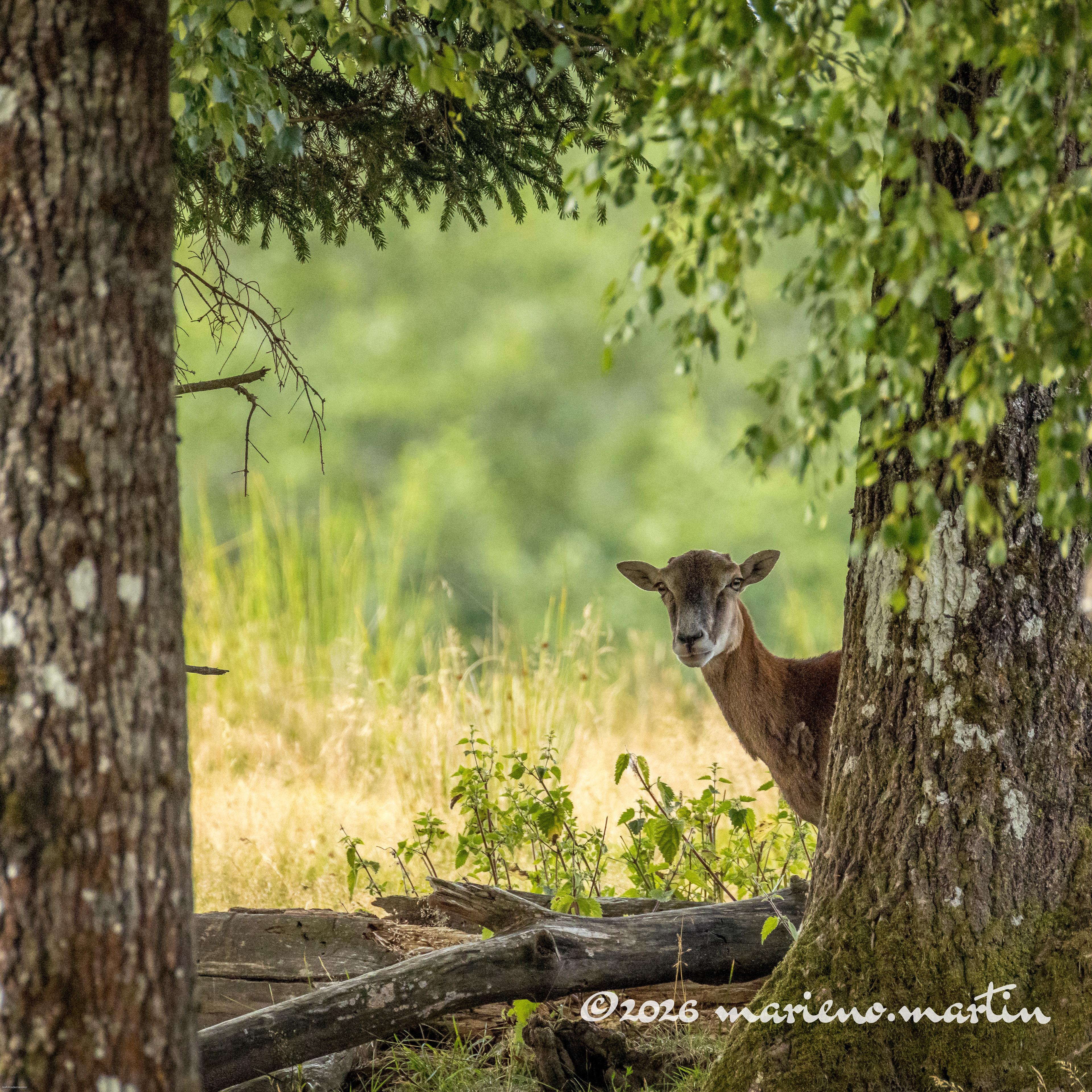 Jeune mouflon