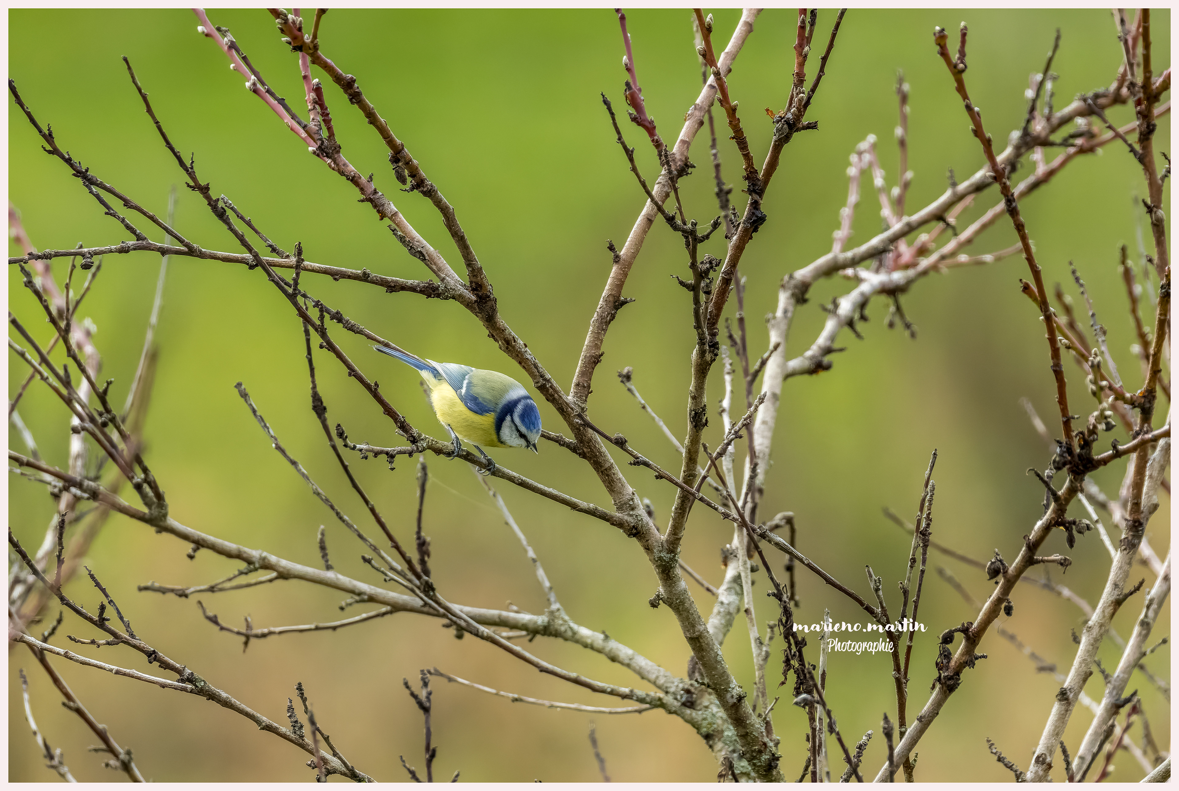 Mésange bleue