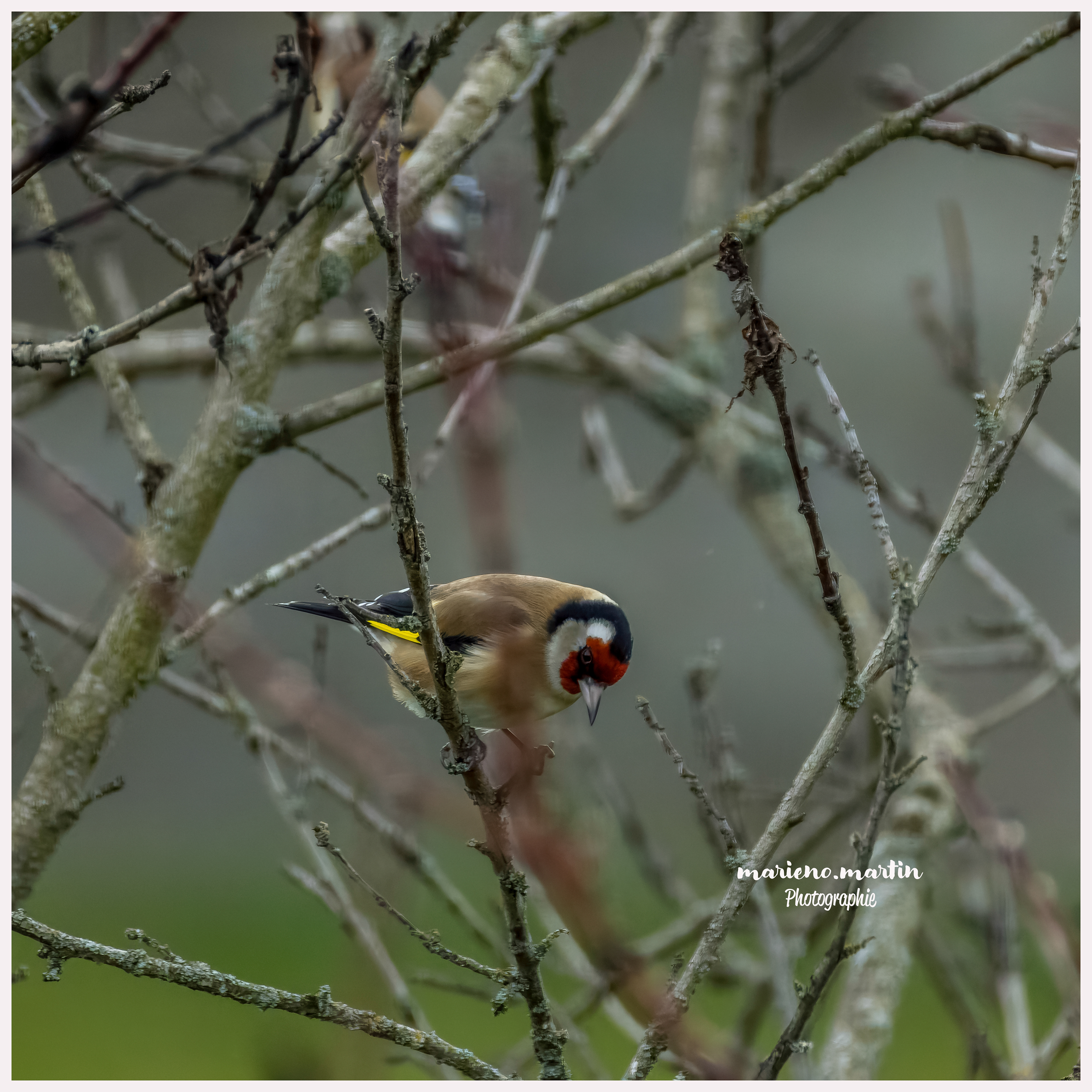 Le chardonneret*