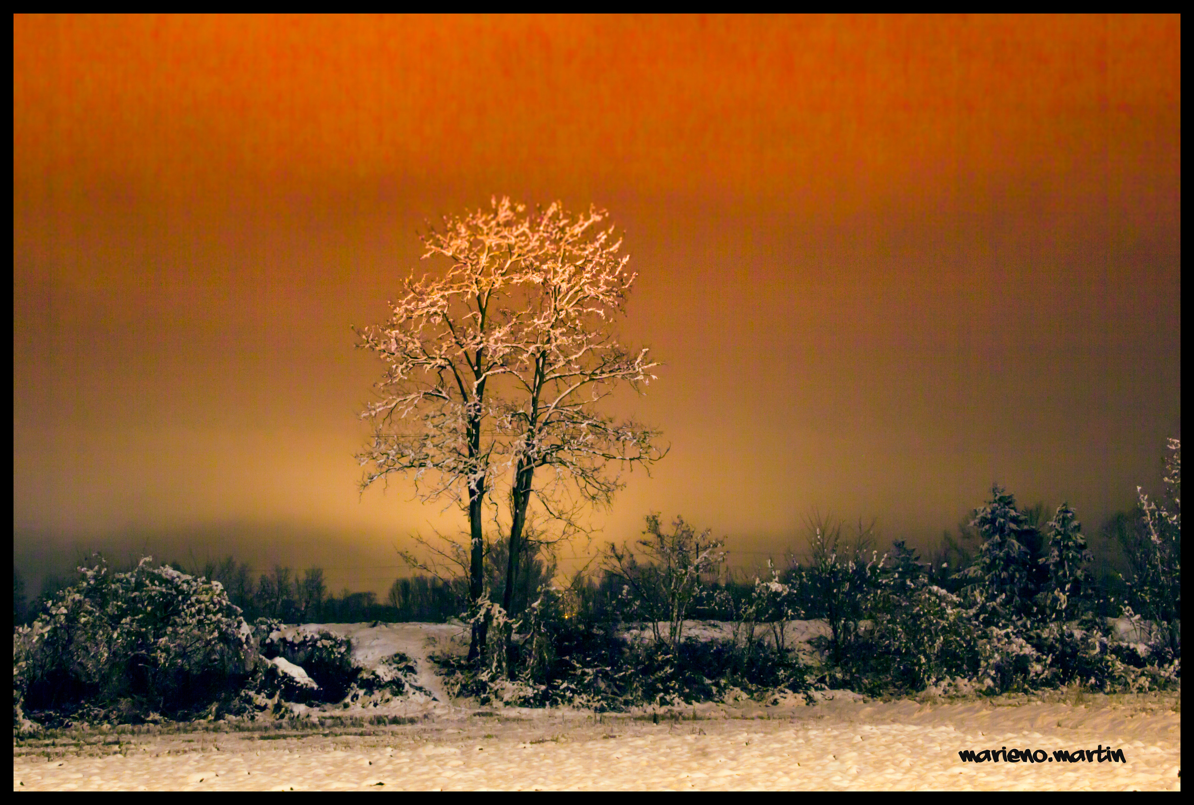 Arbre enneigé sous les lumières de la ville