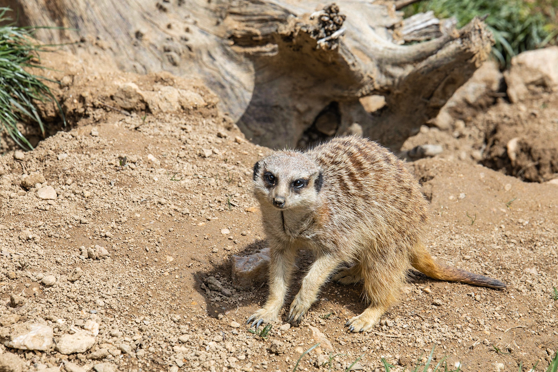 Suricate