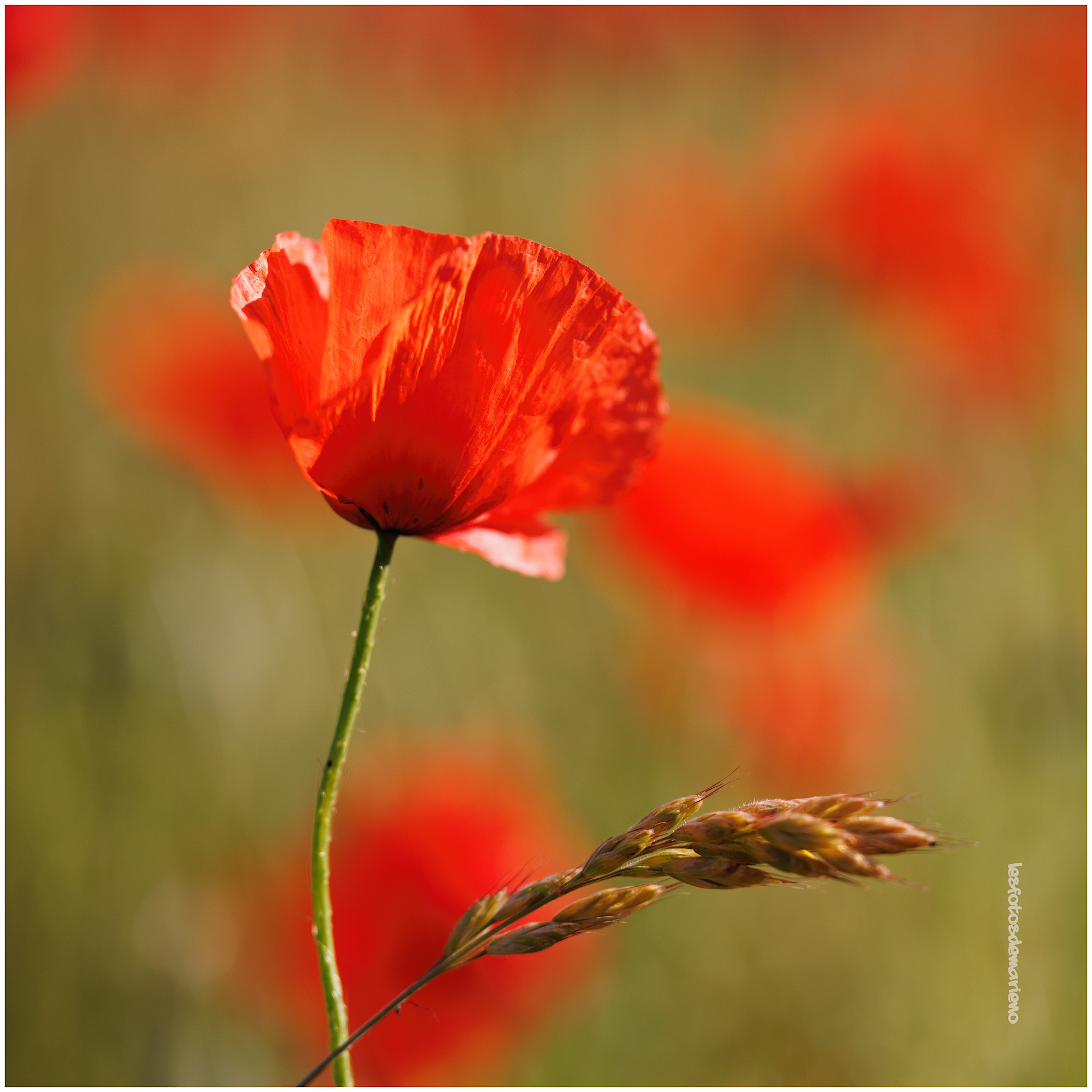 Coquelicot